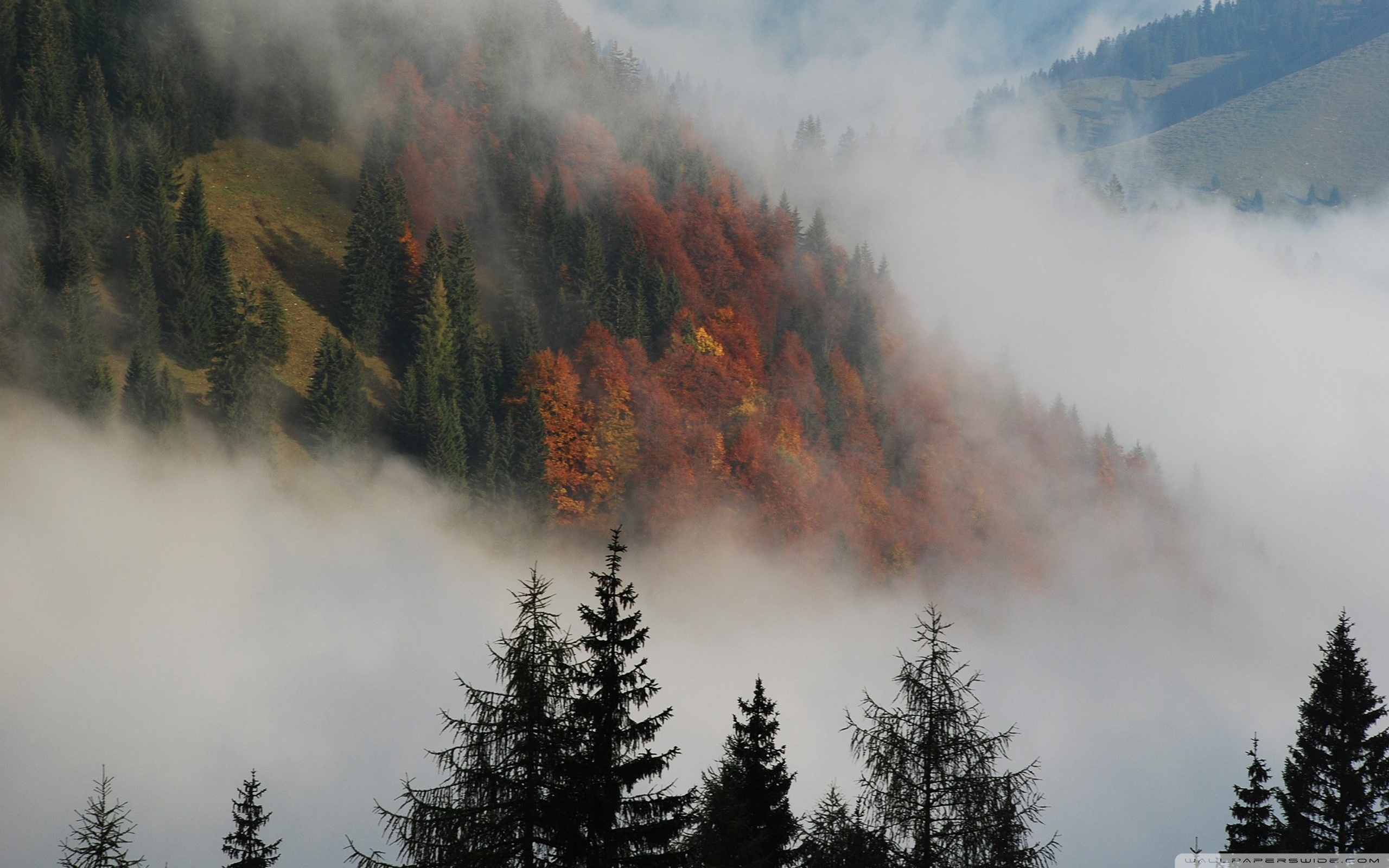 Foggy Mountain Forest ❤ 4K HD Desktop Wallpaper for 4K Ultra HD TV ...