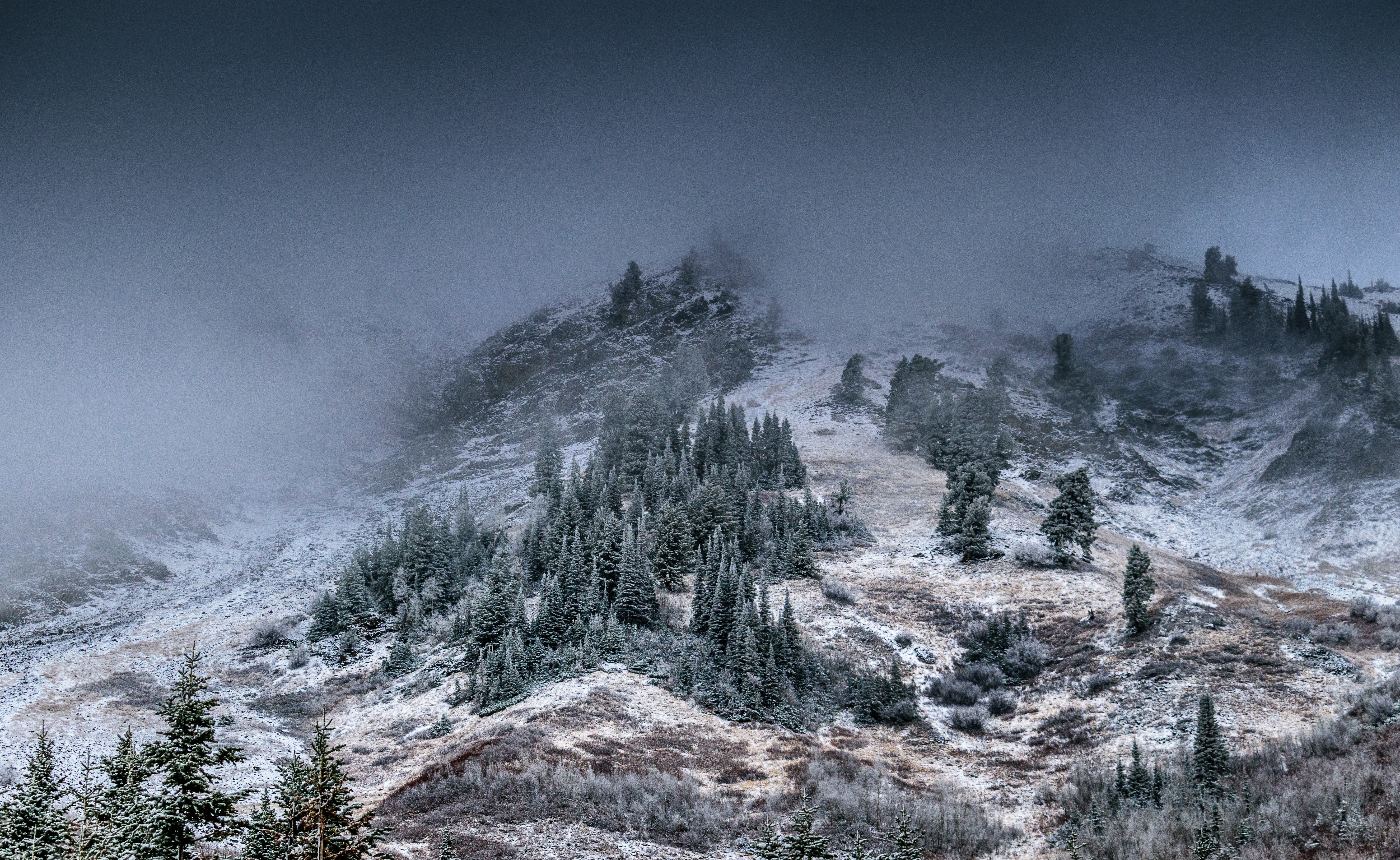Foggy mountain with pine trees photo