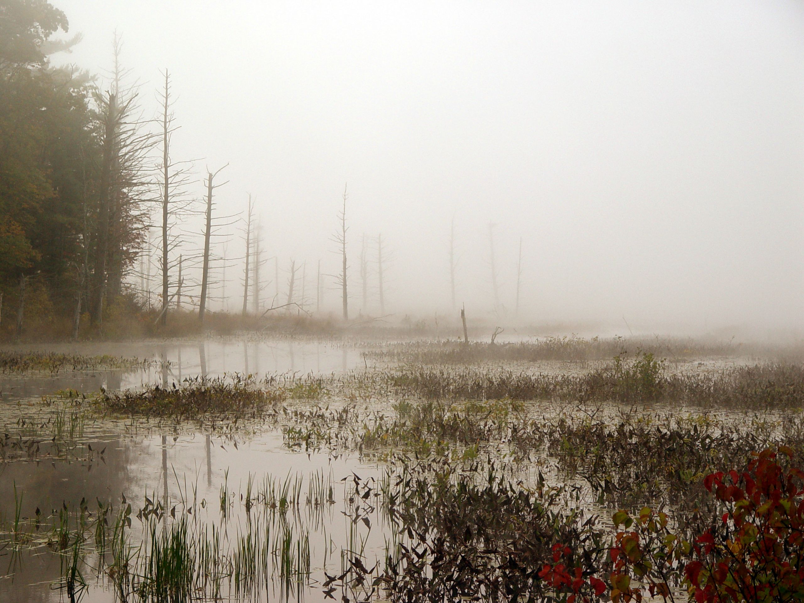 Foggy swamp Oakham, MA - Imgur