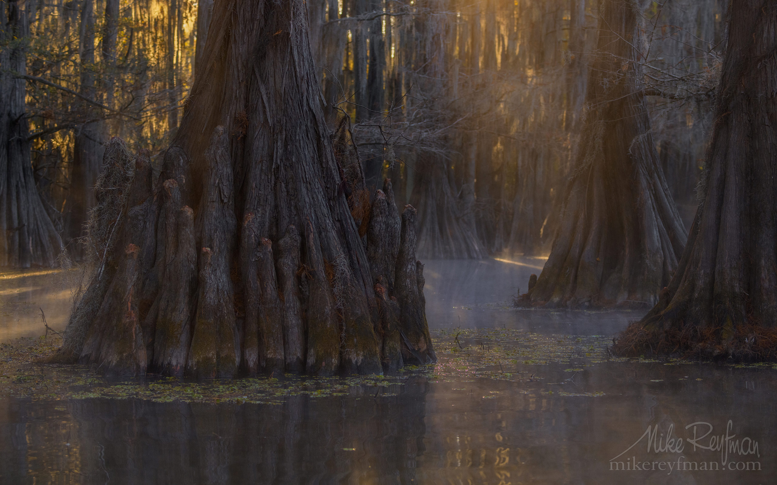 Bald Cypress trees in the swamp. Foggy morning on Caddo Lake, Texas ...