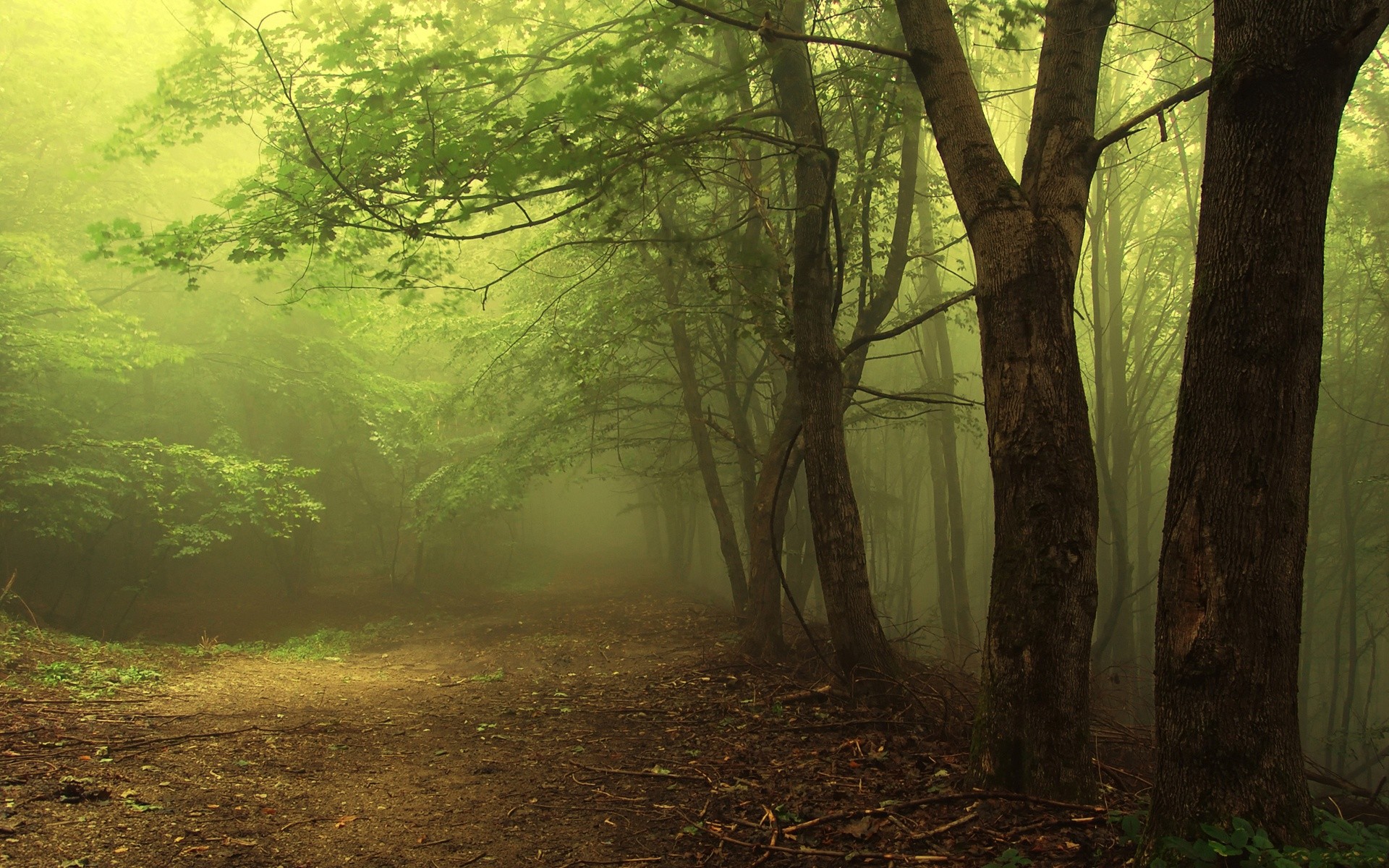Foggy woods photo
