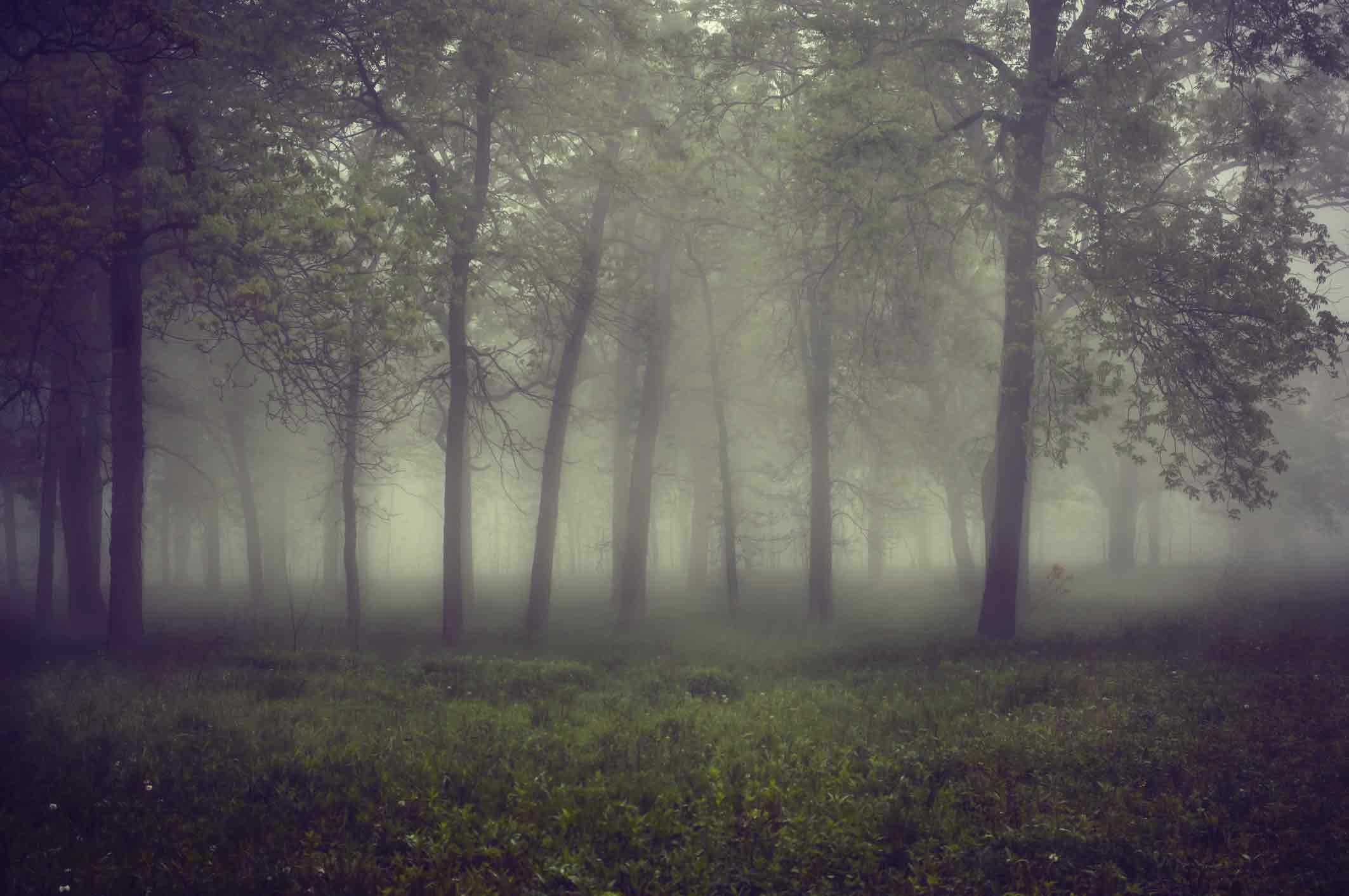 foggy-woods.jpg (2126×1412) | Þokan - the fog | Pinterest | Nature pics