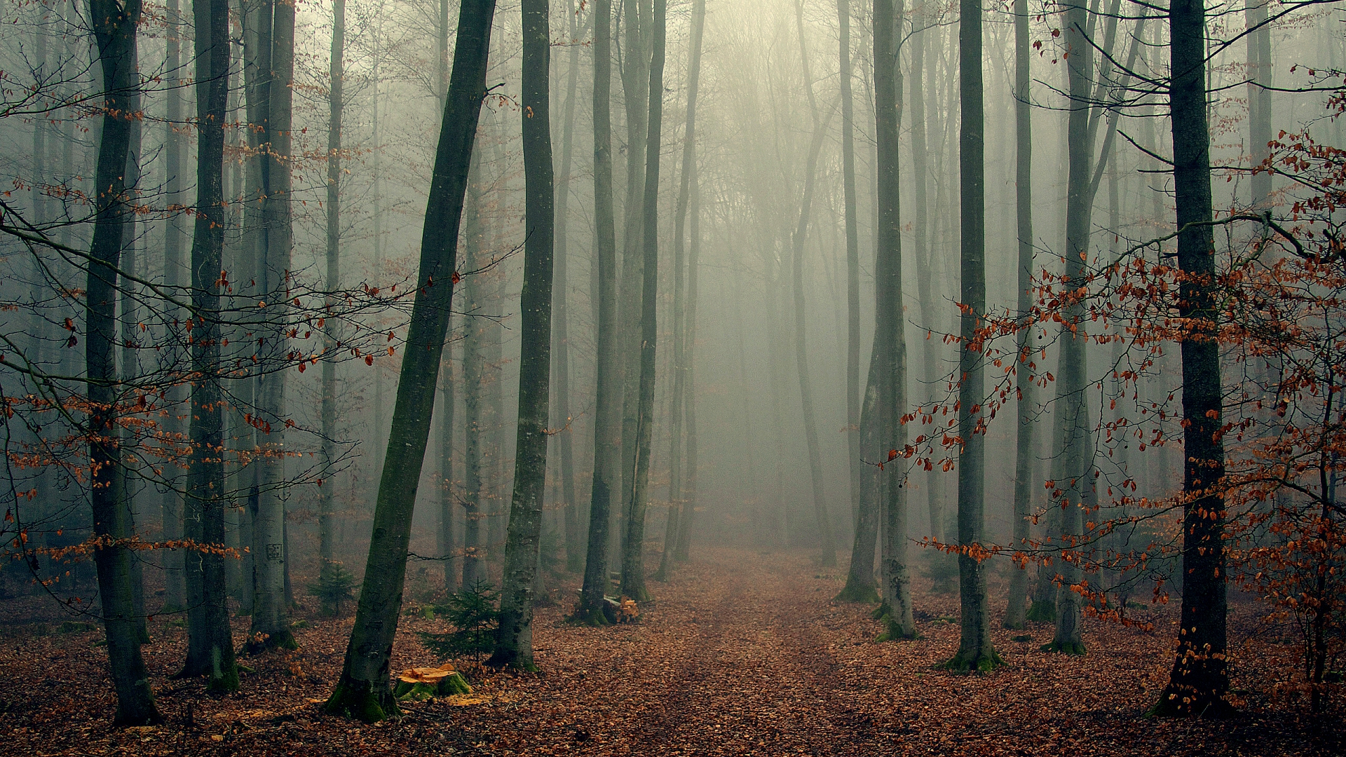 Free 1920x1080 Foggy Wood Woods Trees Autumn Wallpapers Full HD ...