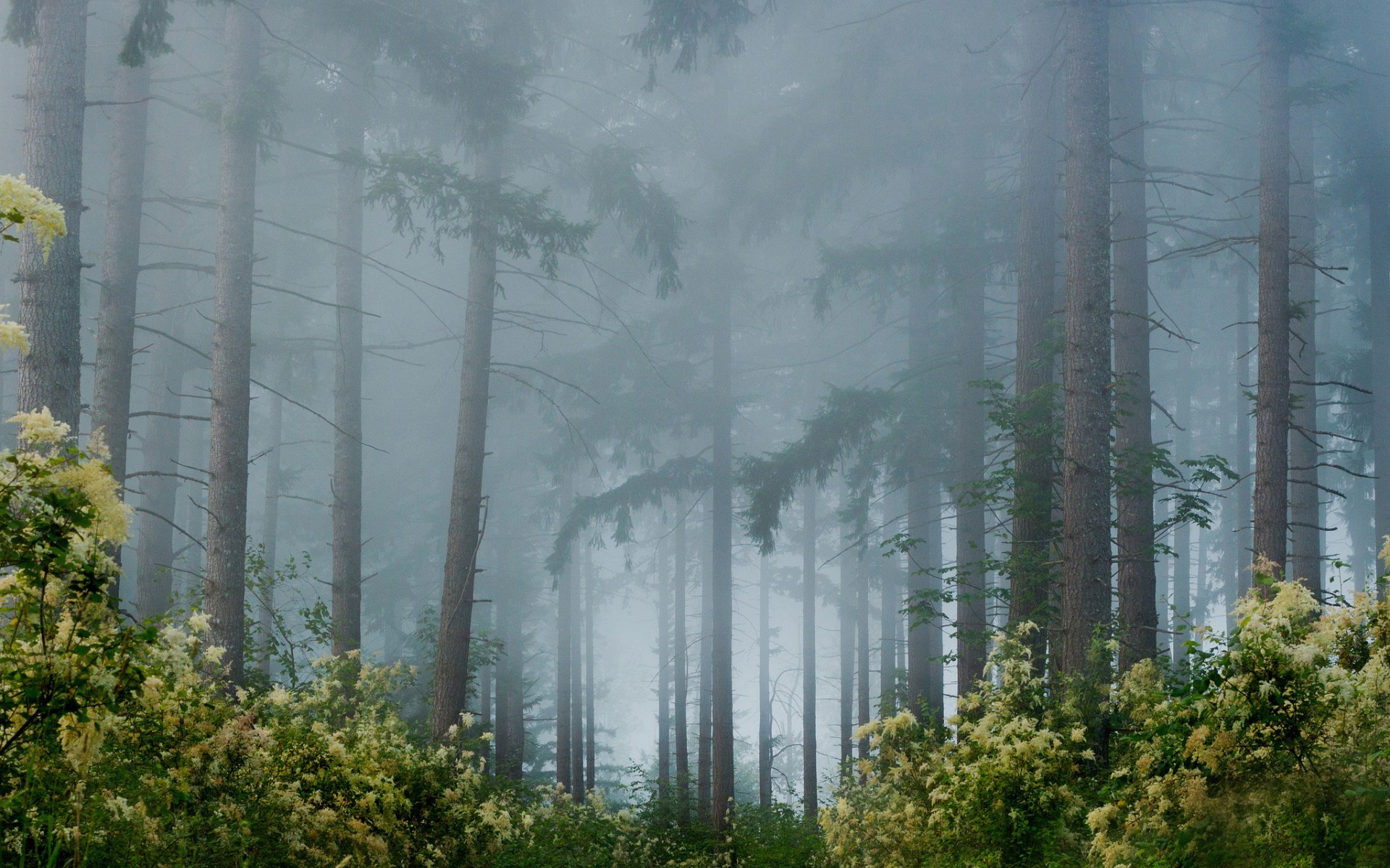 Forest: Foggy Woods Nature Fog Forests Forest Wallpapers In Hd for ...