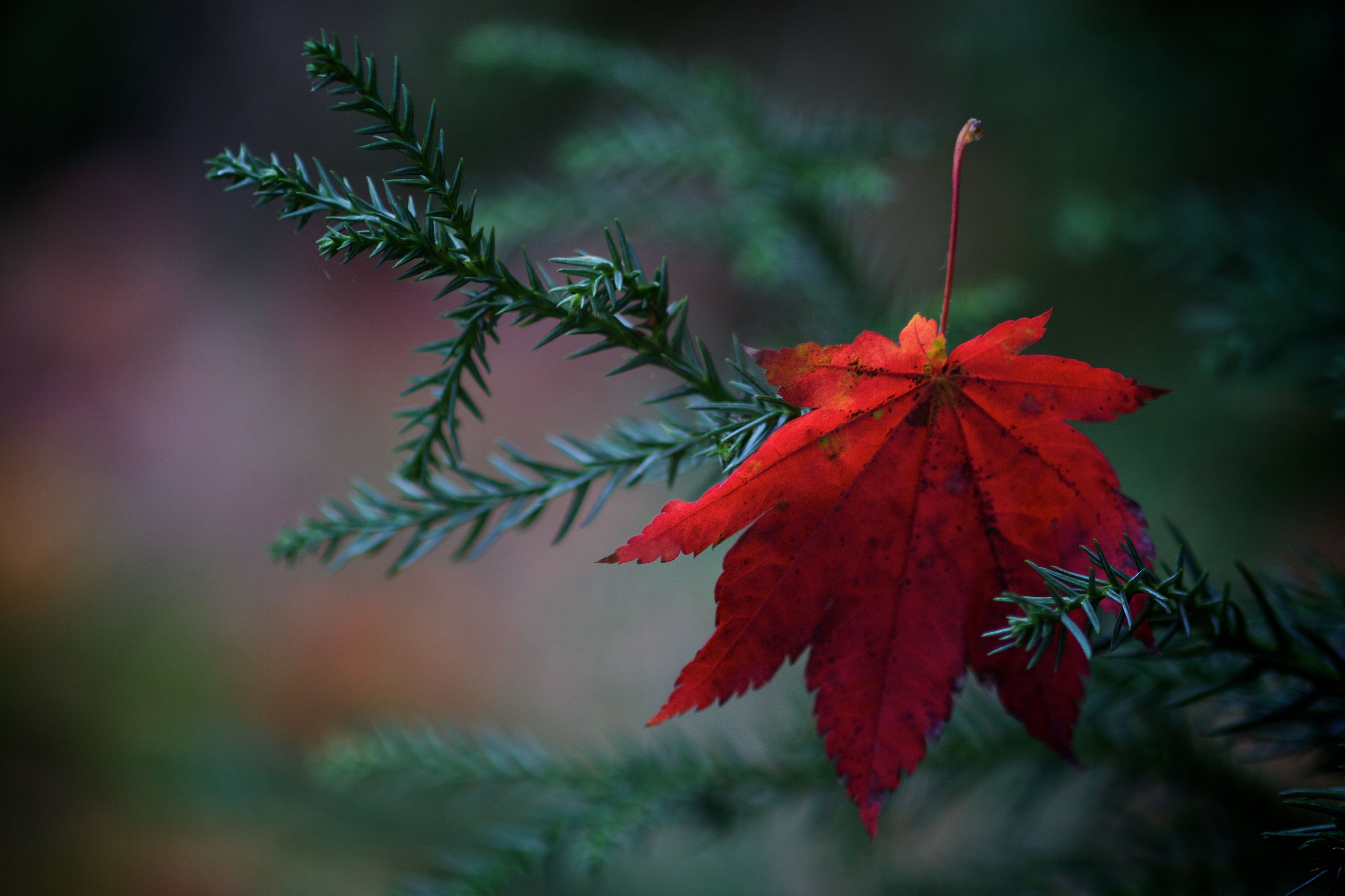 Foglie rosse in autunno