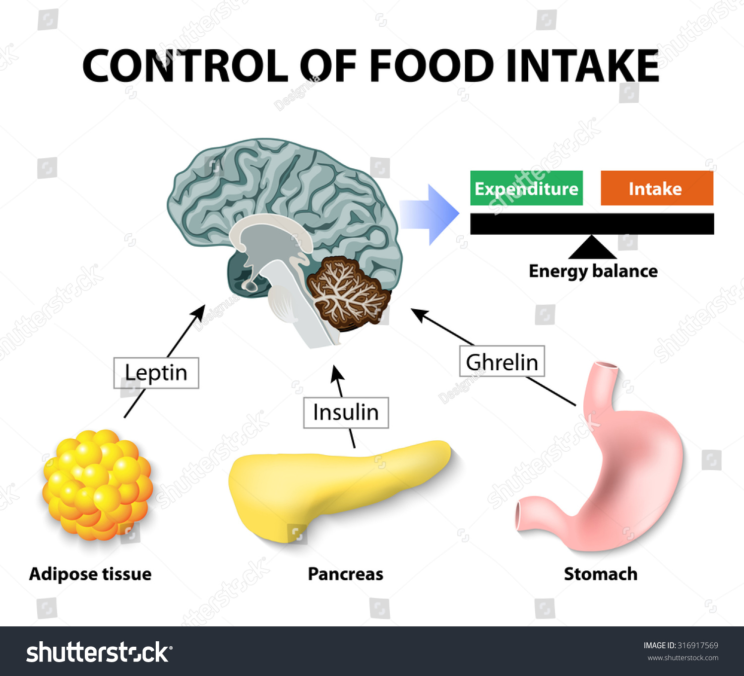 Control Food Intake Human Hormones Leptin Stock Illustration ...