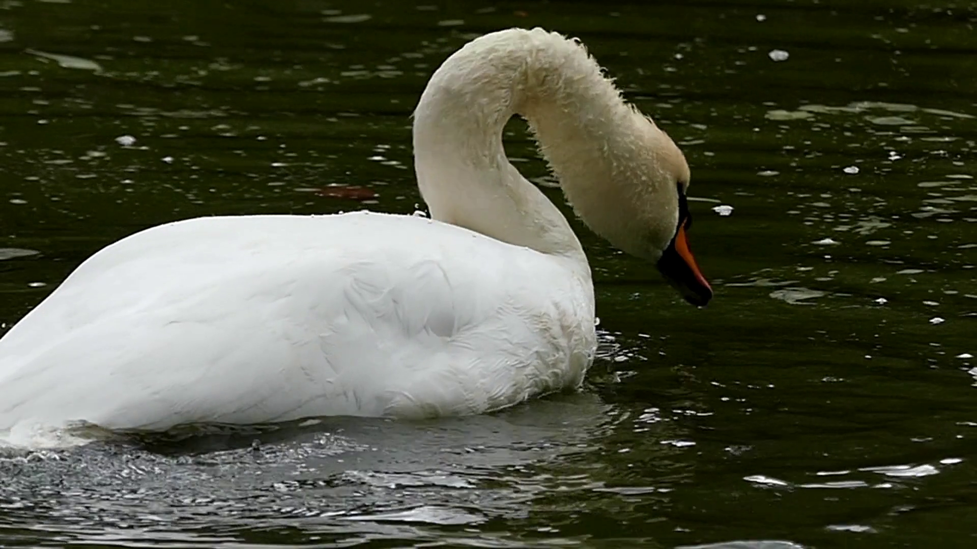 Amazing Swan in Slow Motion. the Swan Neck Pulls and Dives Under the ...