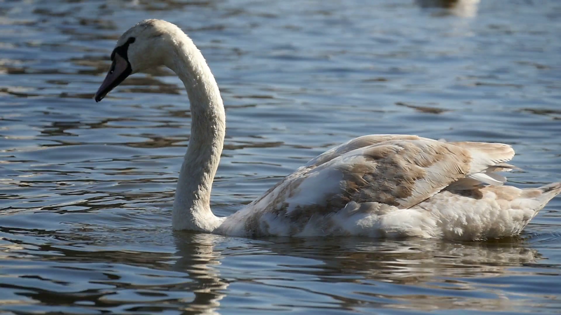 Funny shot of a white swan, which dives unexpectedly, while swimming ...