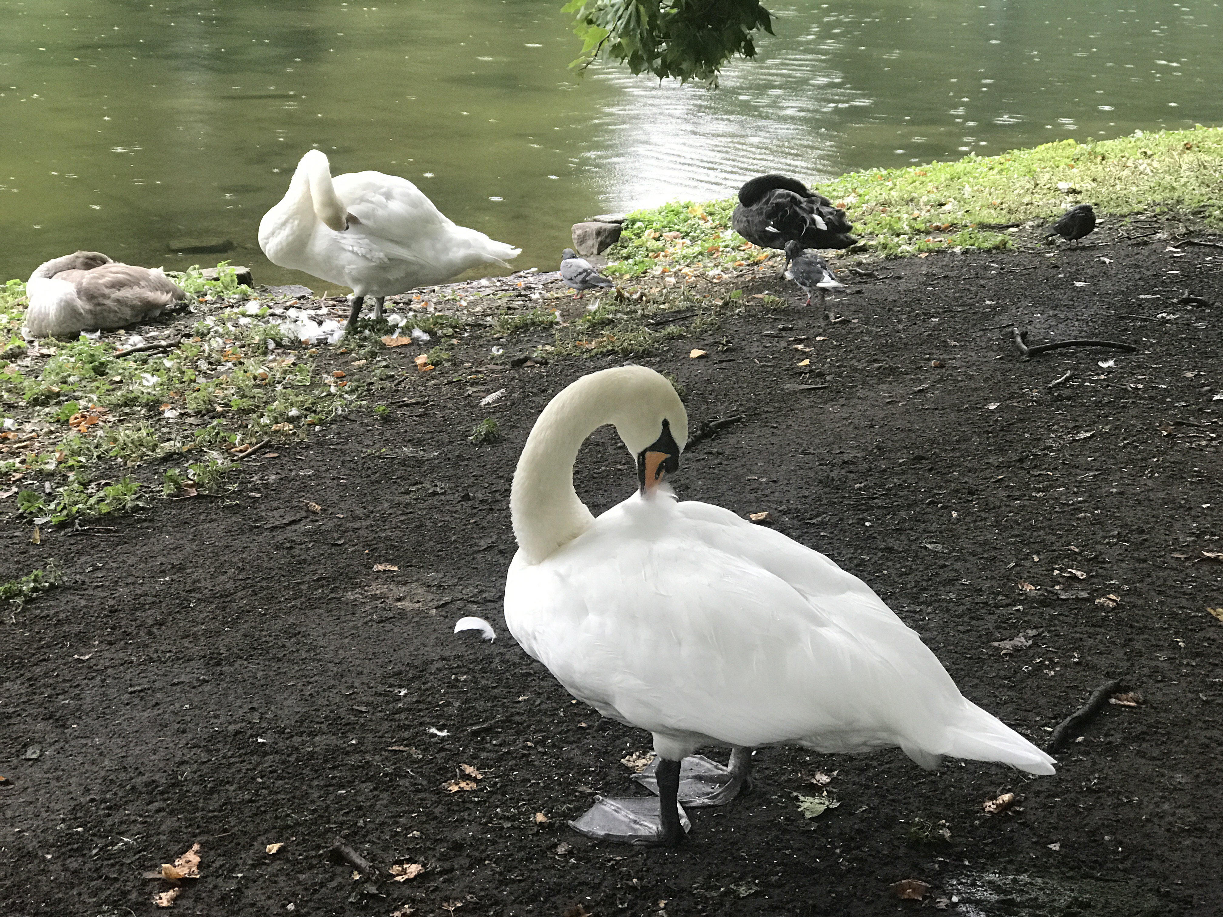 St James Park – Anxious Birding