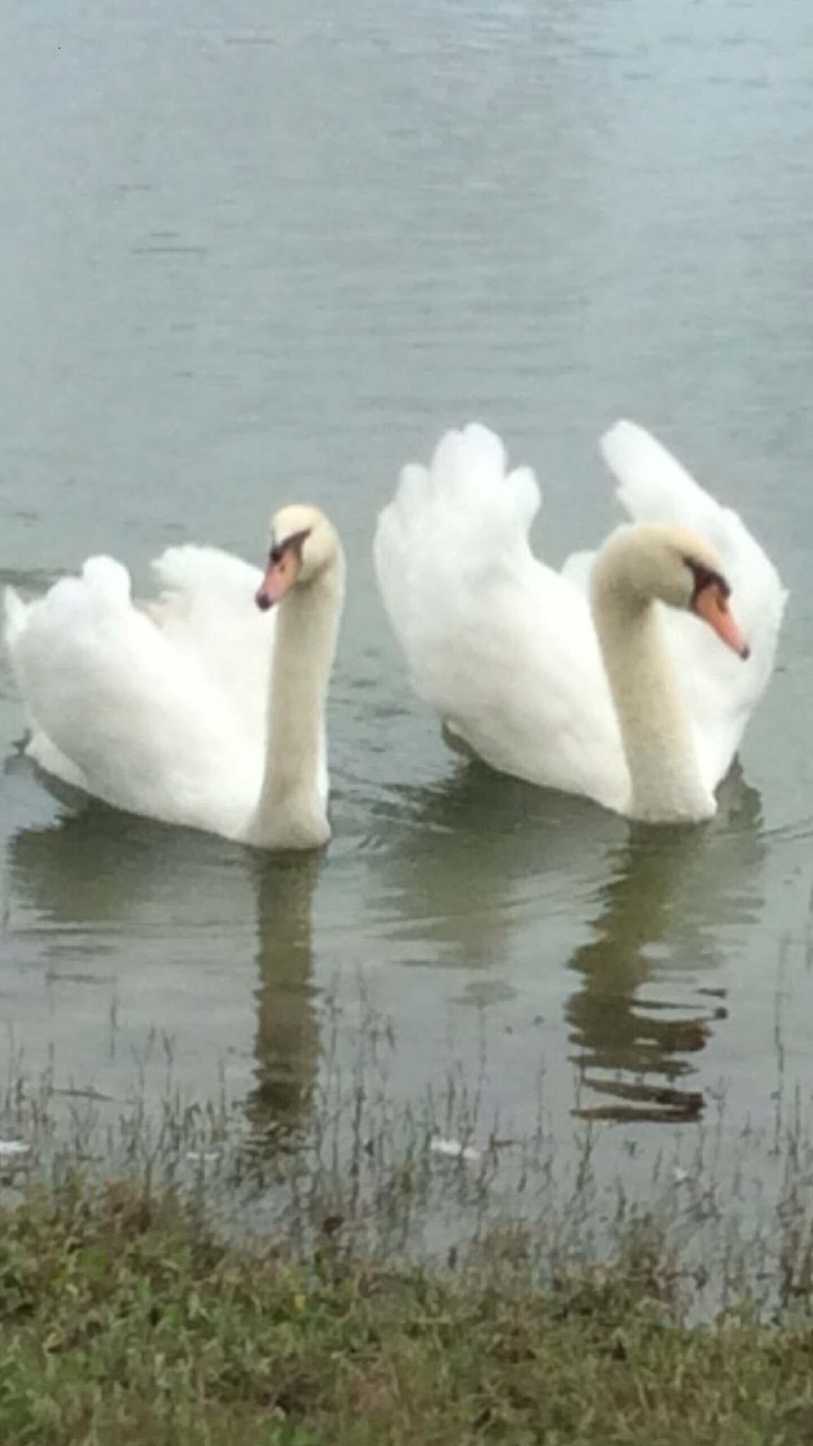 Ask the Swan Specialist -