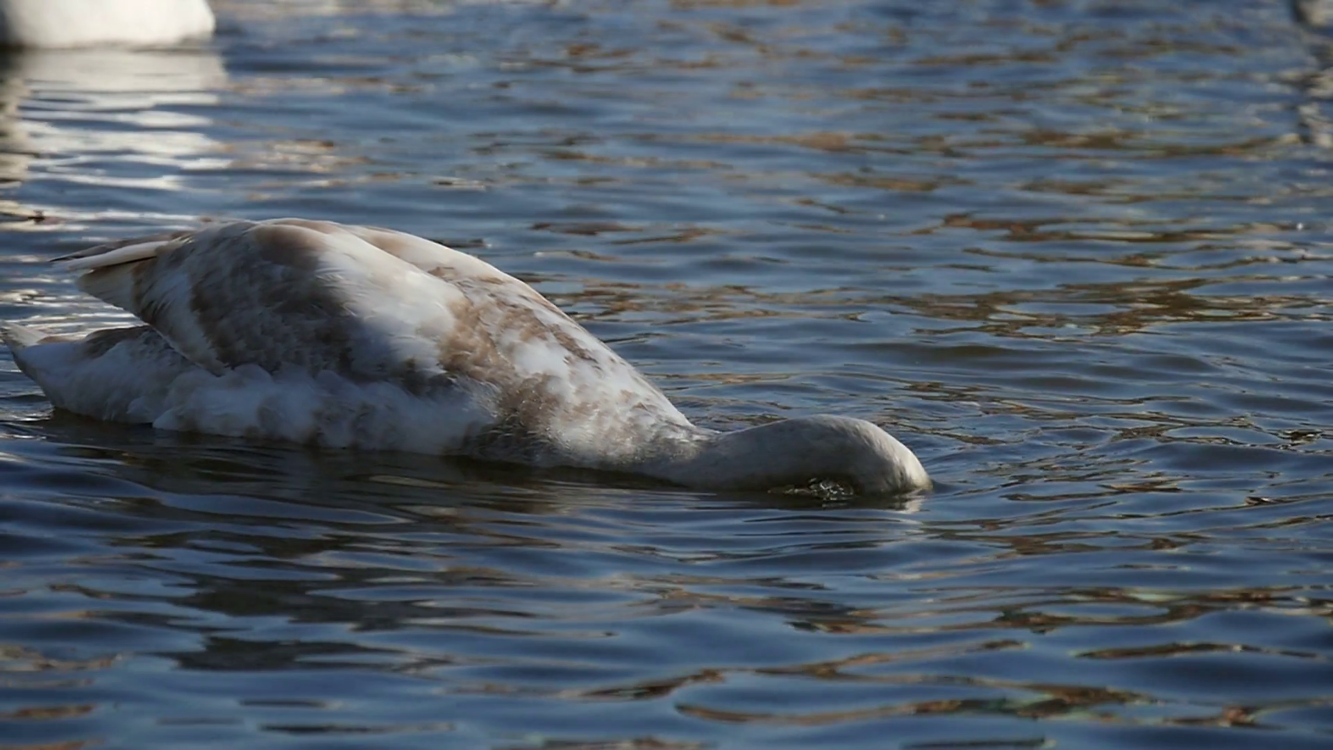 Original shot of a white swan which plunges its head in river water ...