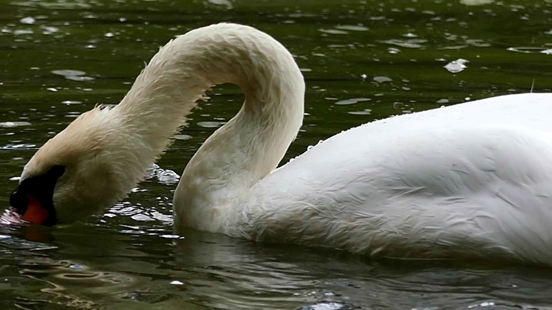 Amazing Swan in Slow Motion. the Swan Neck Pulls and Dives Under the ...