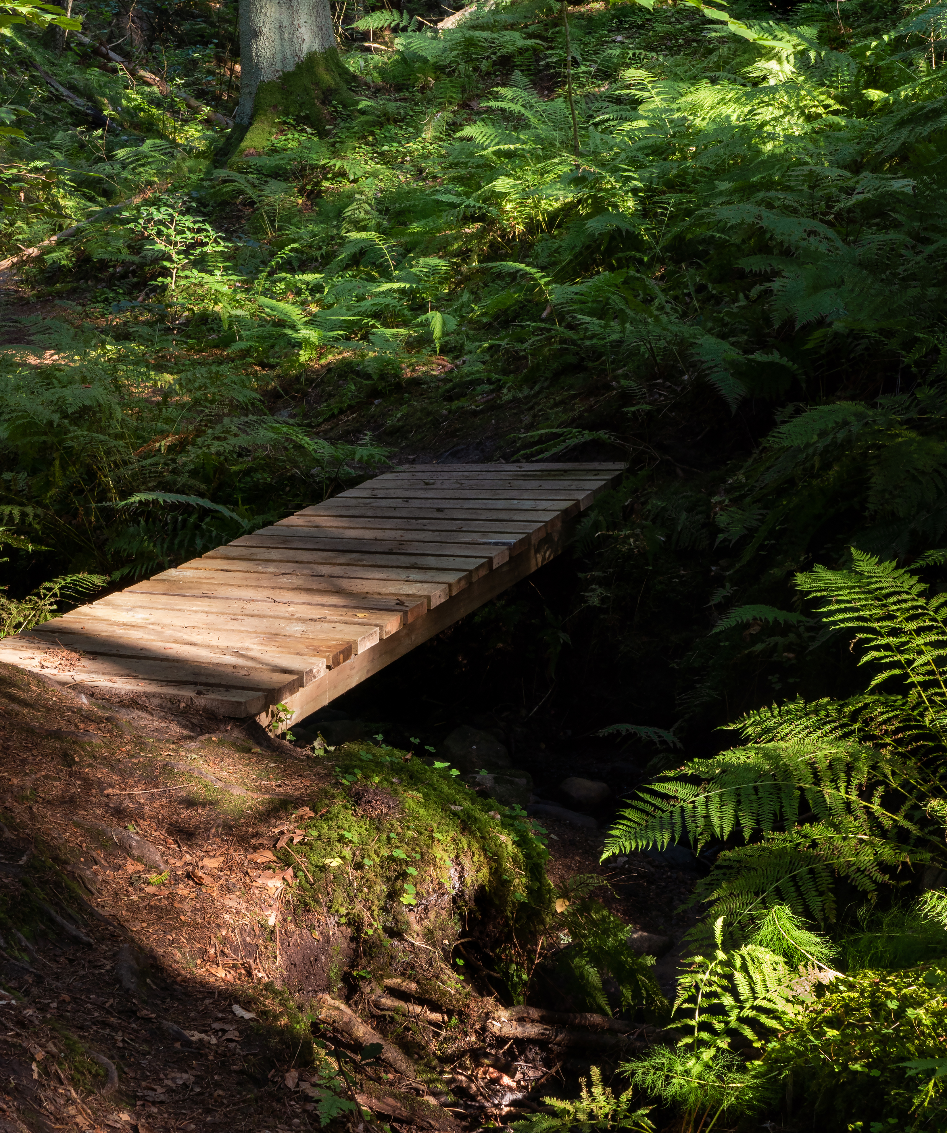 Footbridge and ferns in gullmarsskogen ravine 1 photo