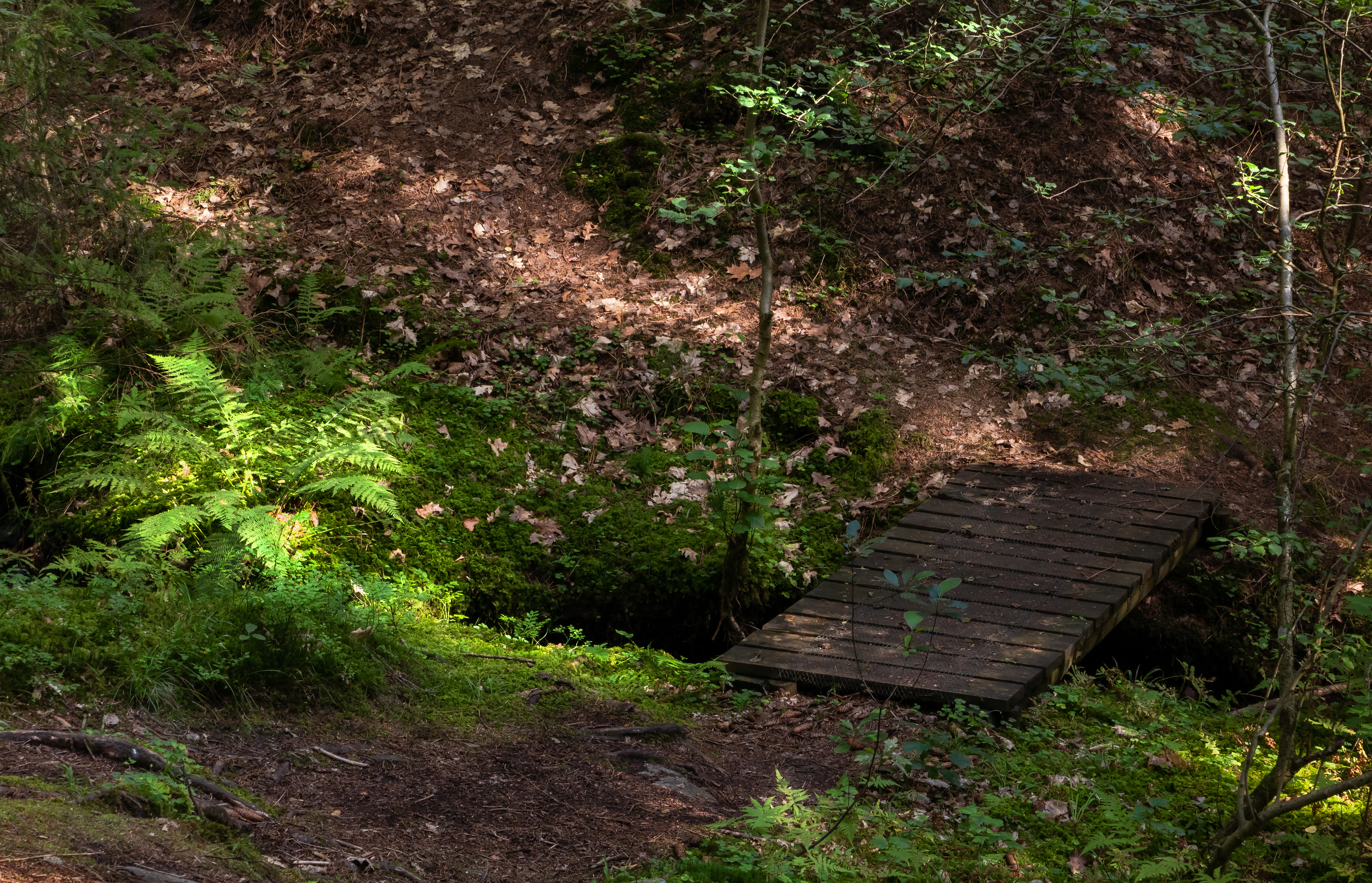 Footbridge and ferns in gullmarsskogen ravine photo