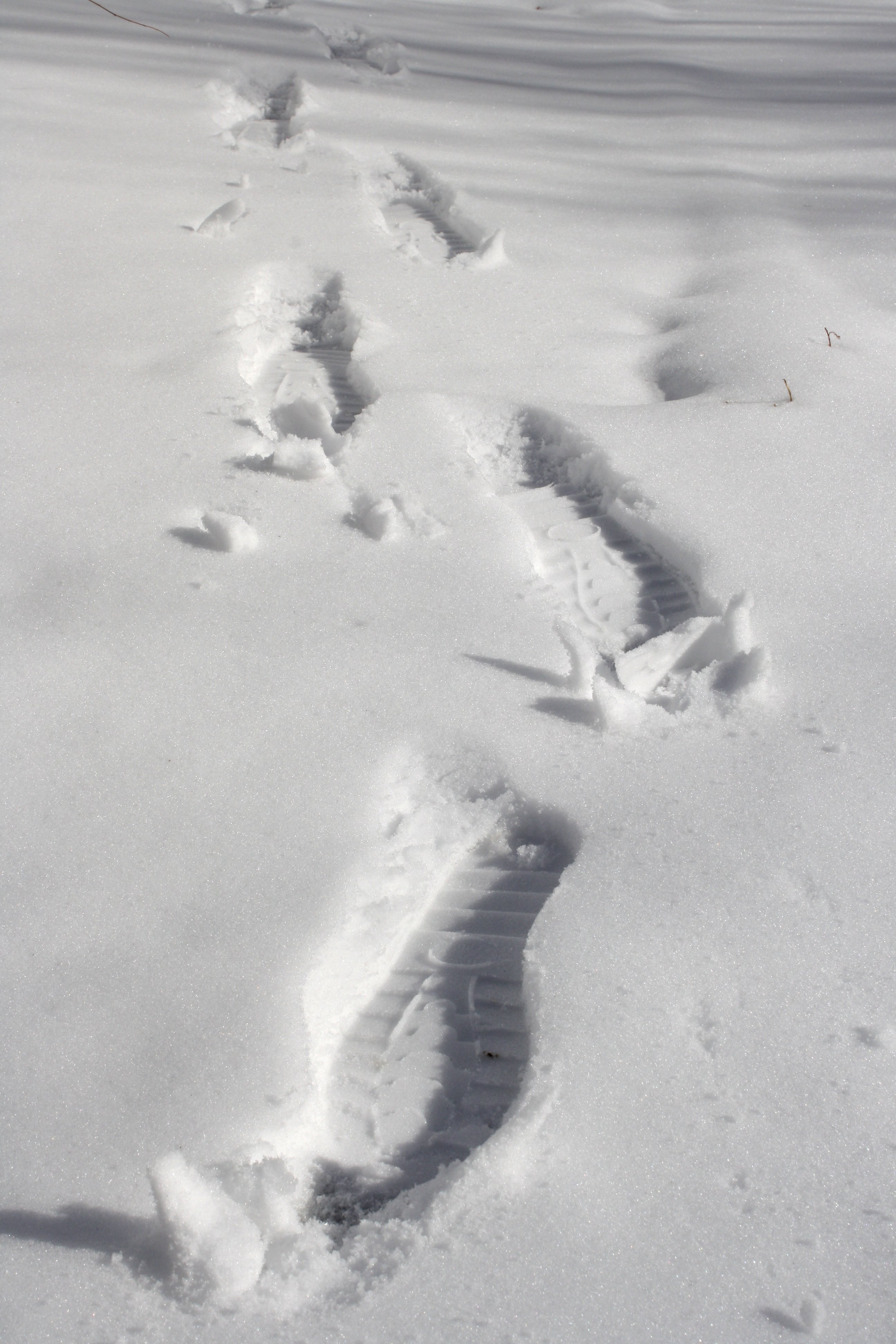 Footprints in Snow Picture | Free Photograph | Photos Public Domain
