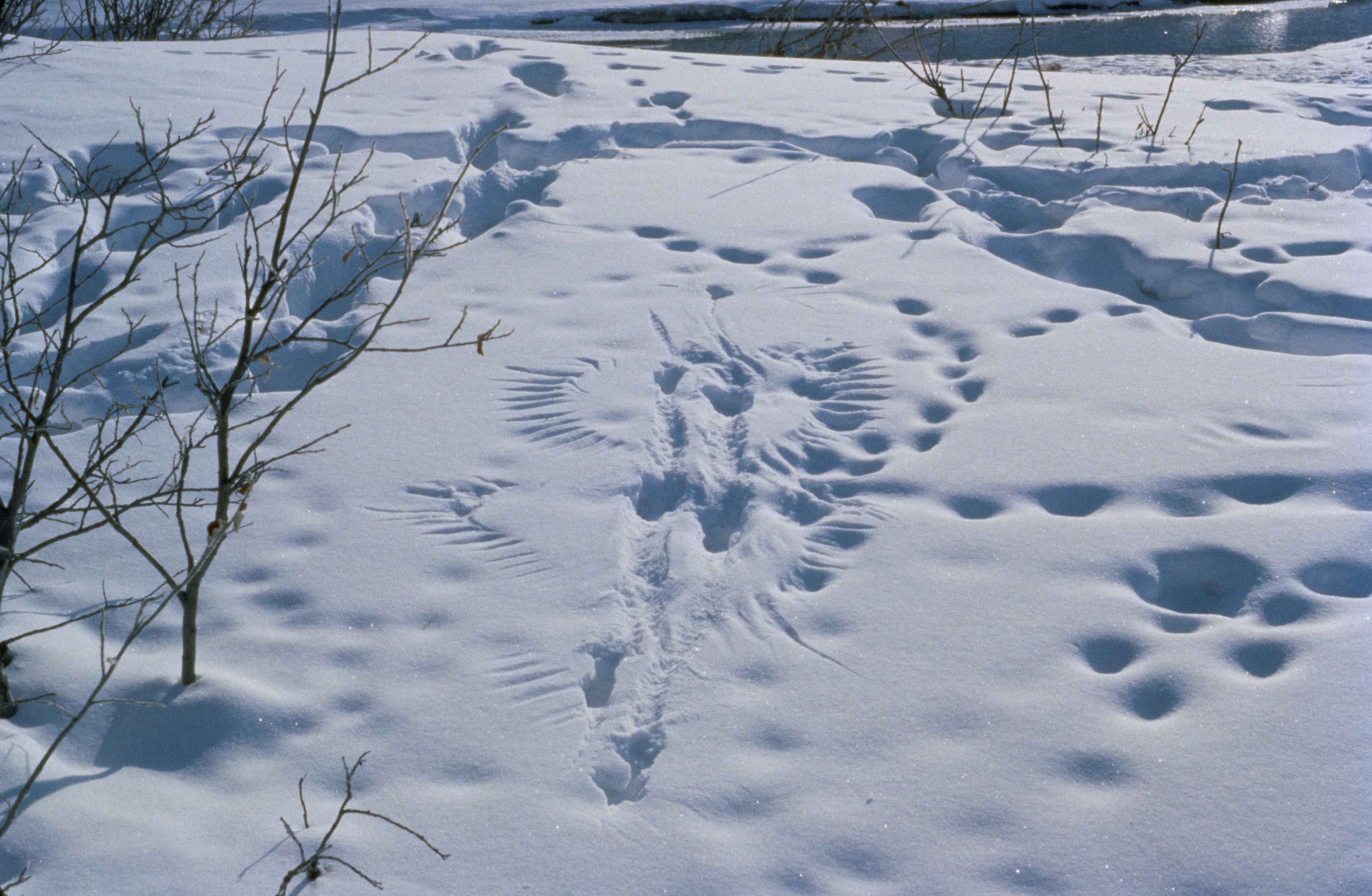 Snow with tracks photo