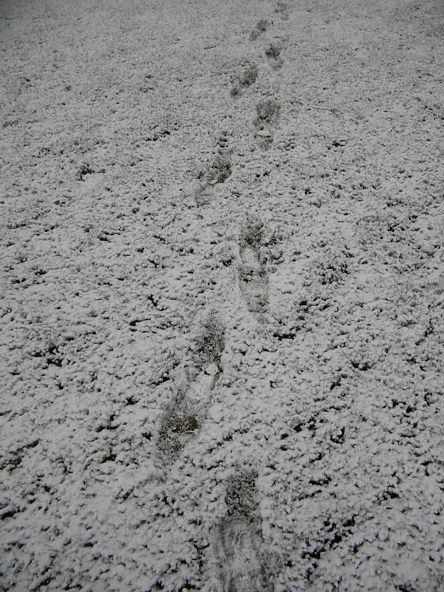 Footprints in the snow photo