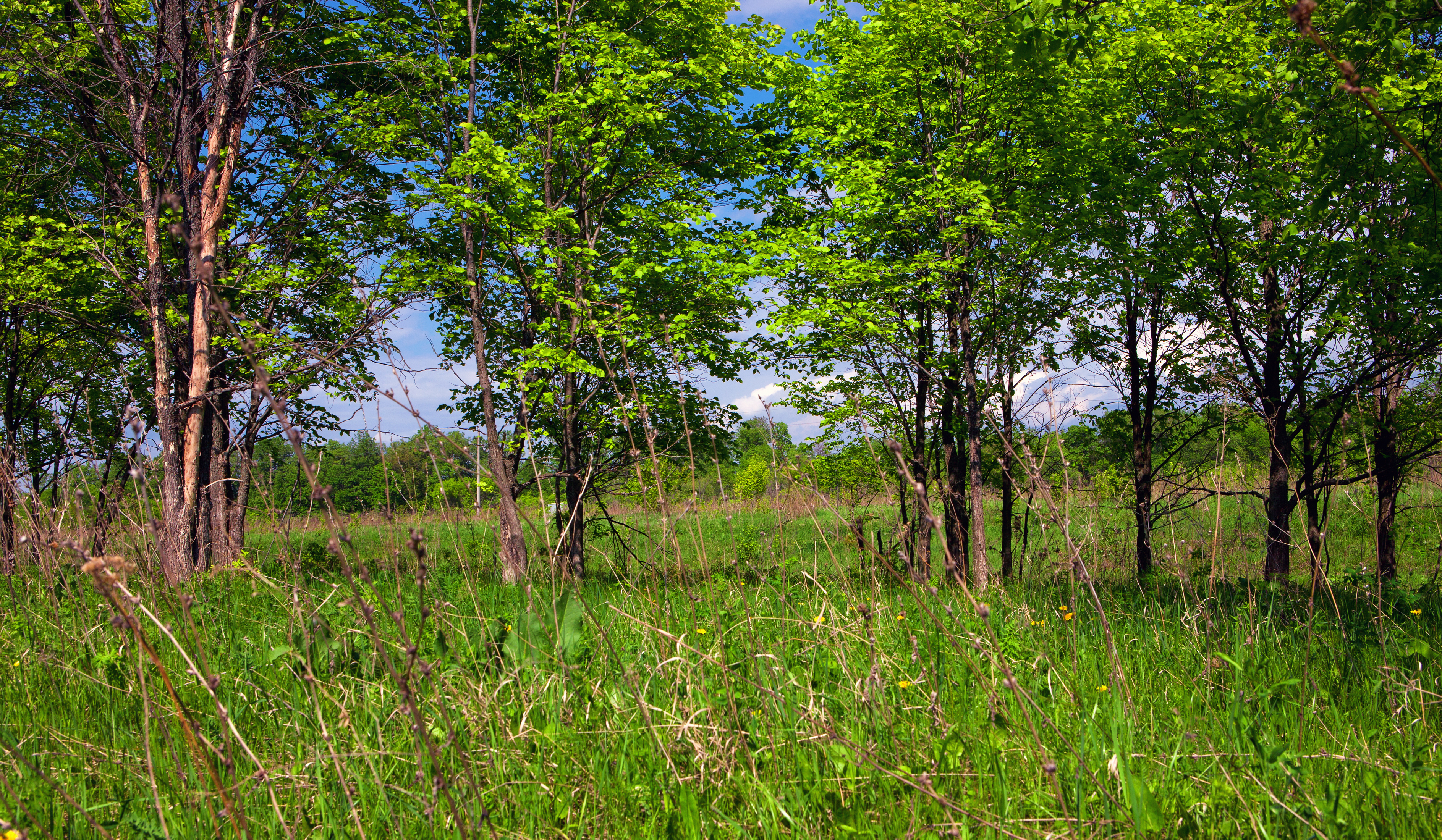 Forest, Environment, Grass, Green, Greenery, HQ Photo