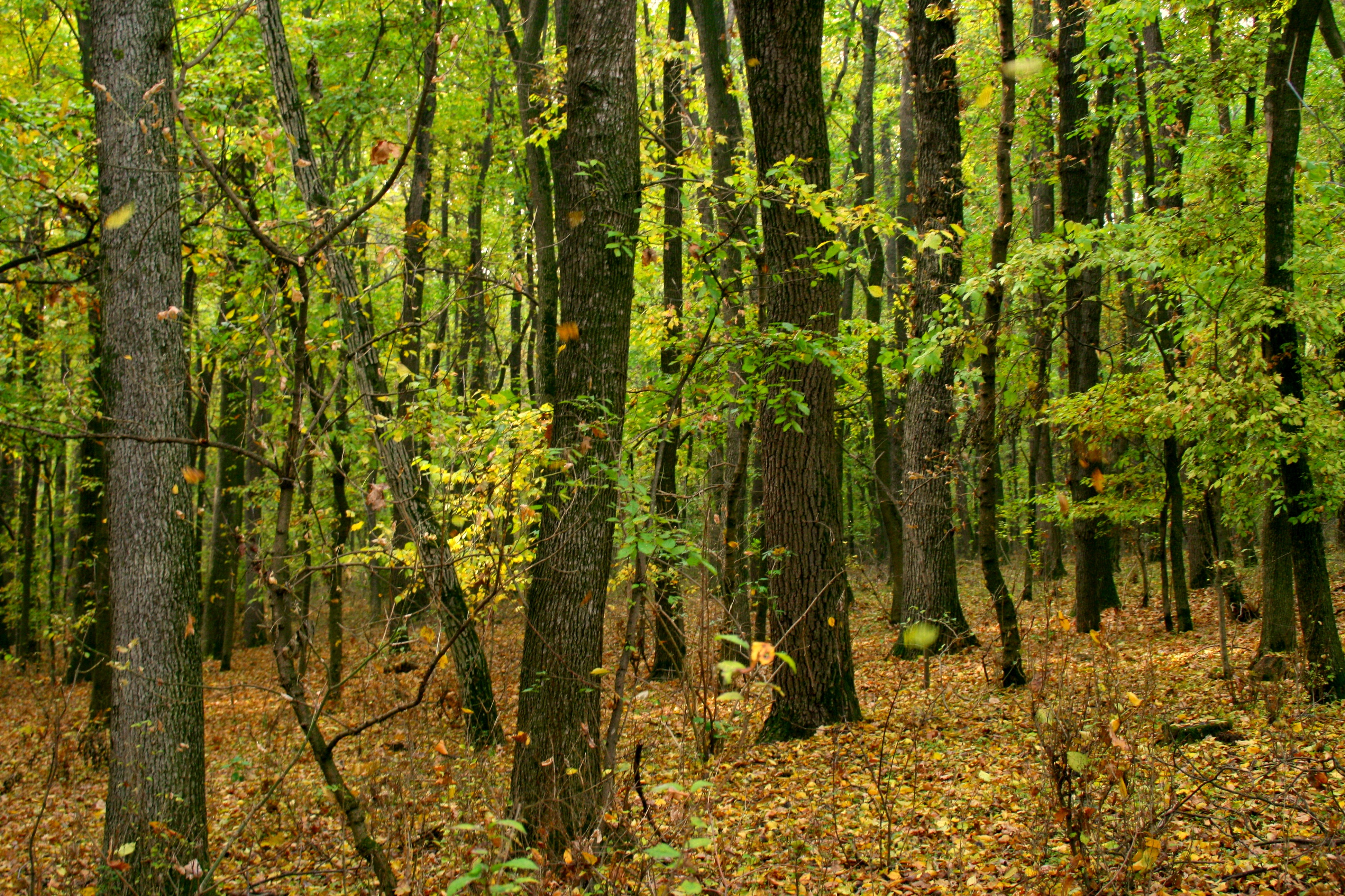 Смешанный и широколиственный лес