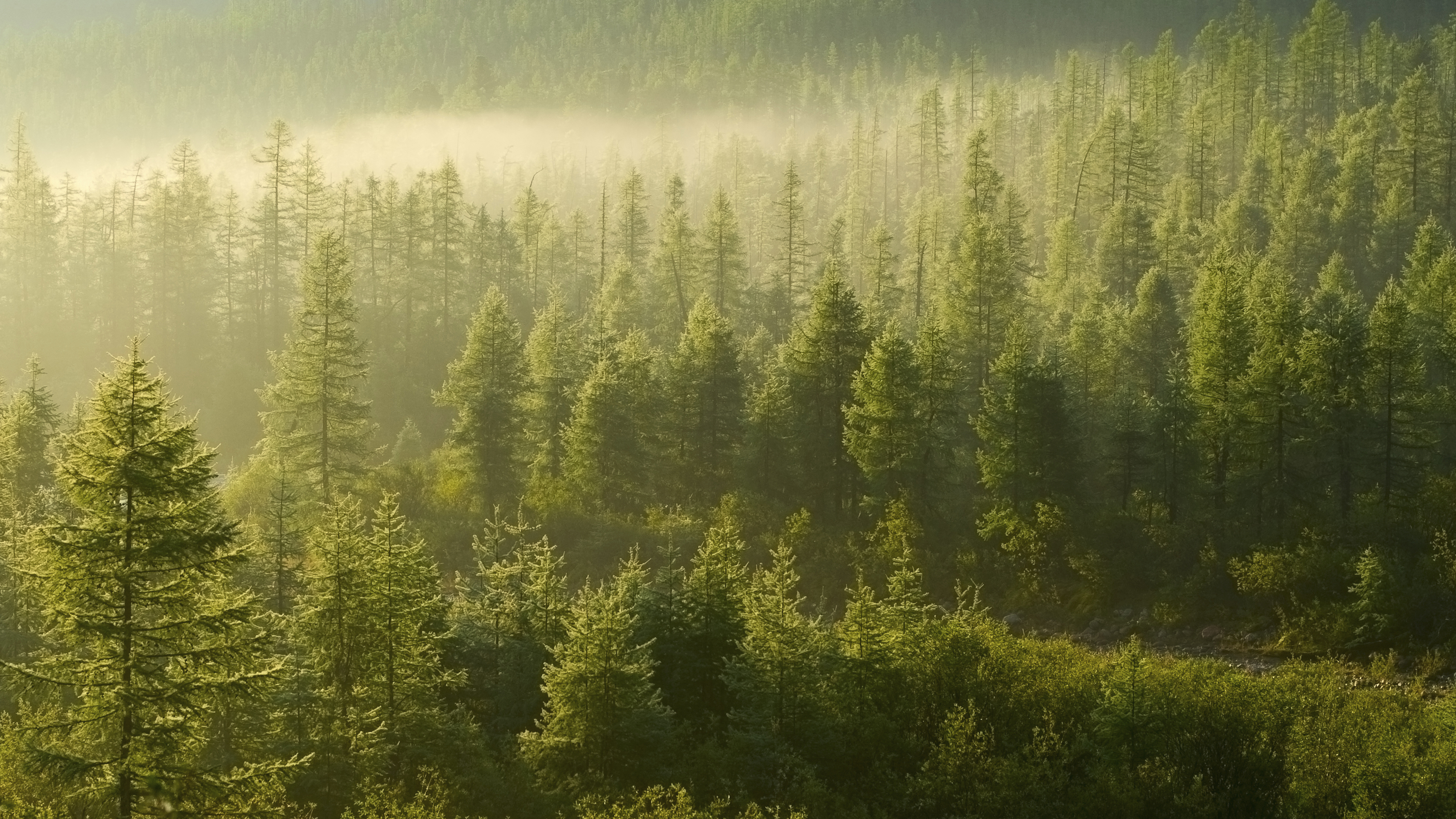 Forests | Resources for the Future