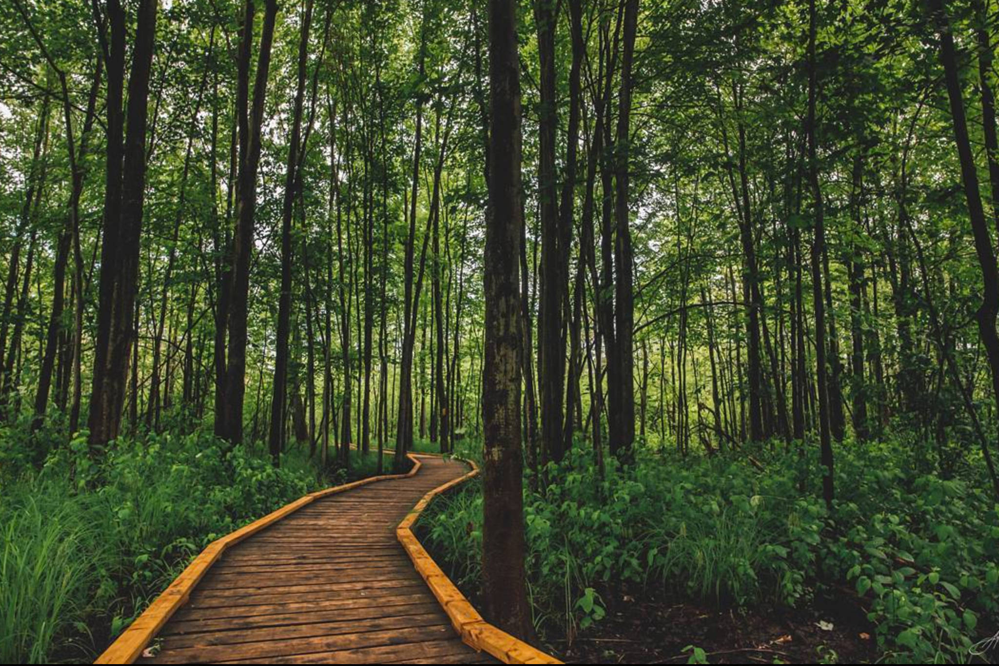 This secret forest boardwalk is just two hours from Toronto