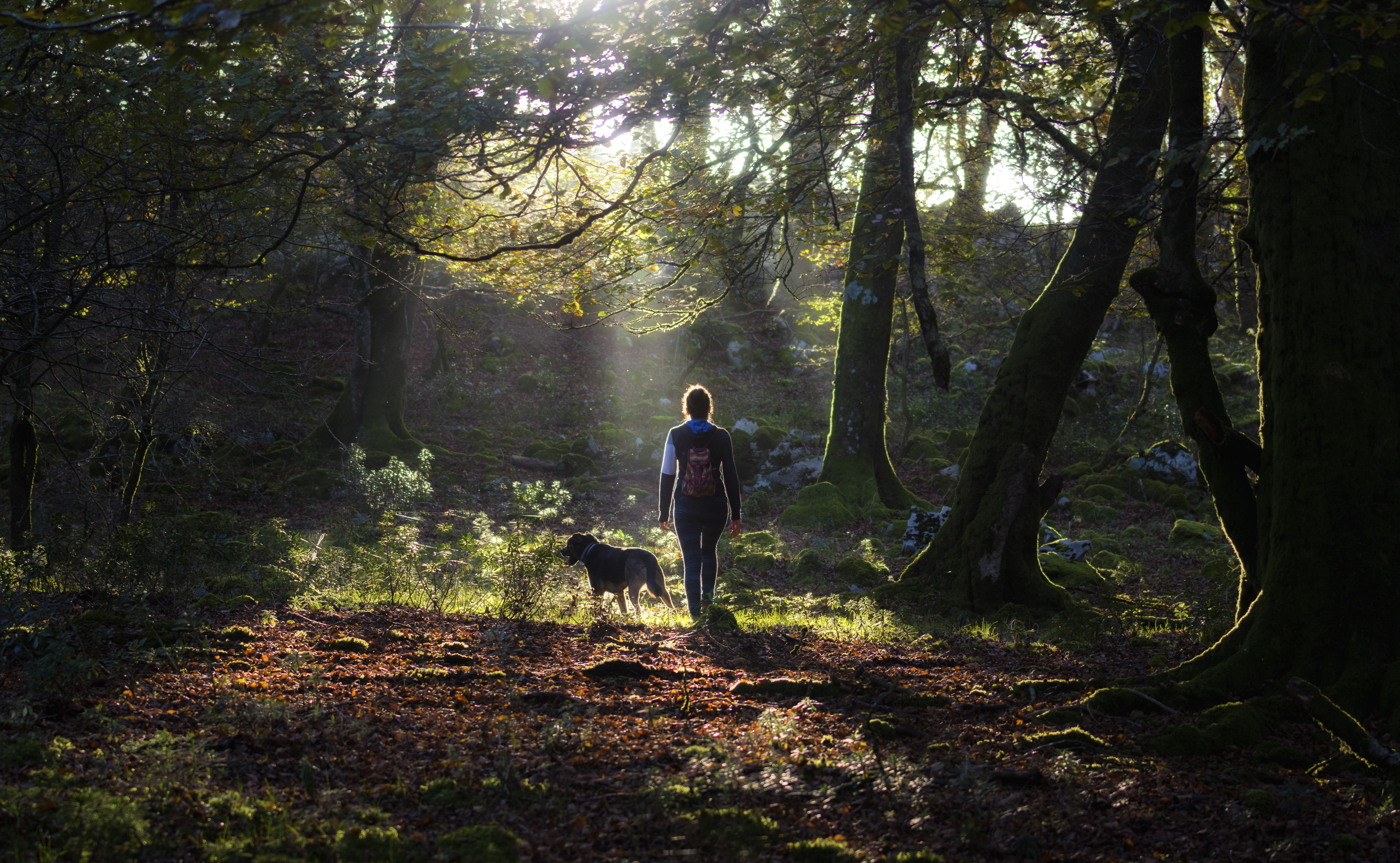 The Benefits of 'Forest Bathing' | Time
