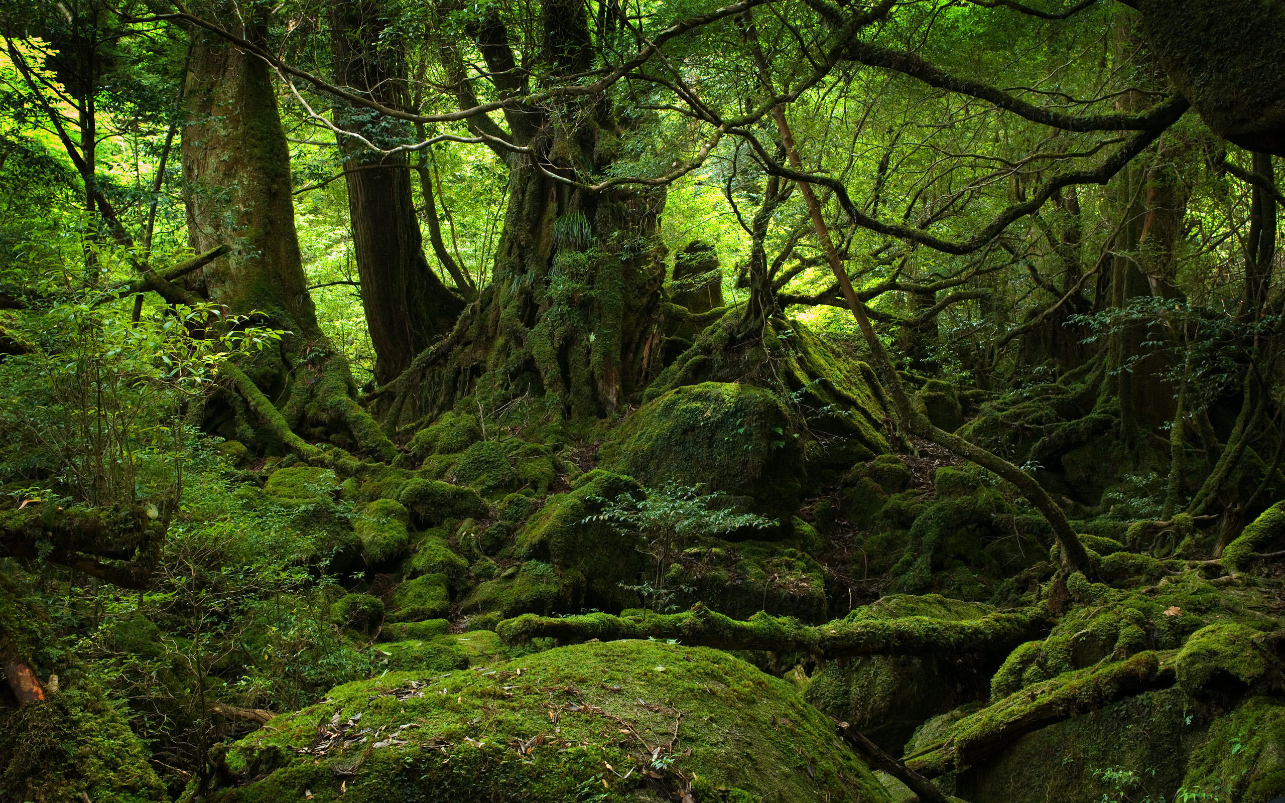 Mystical-Forest | ArtSimon Sites