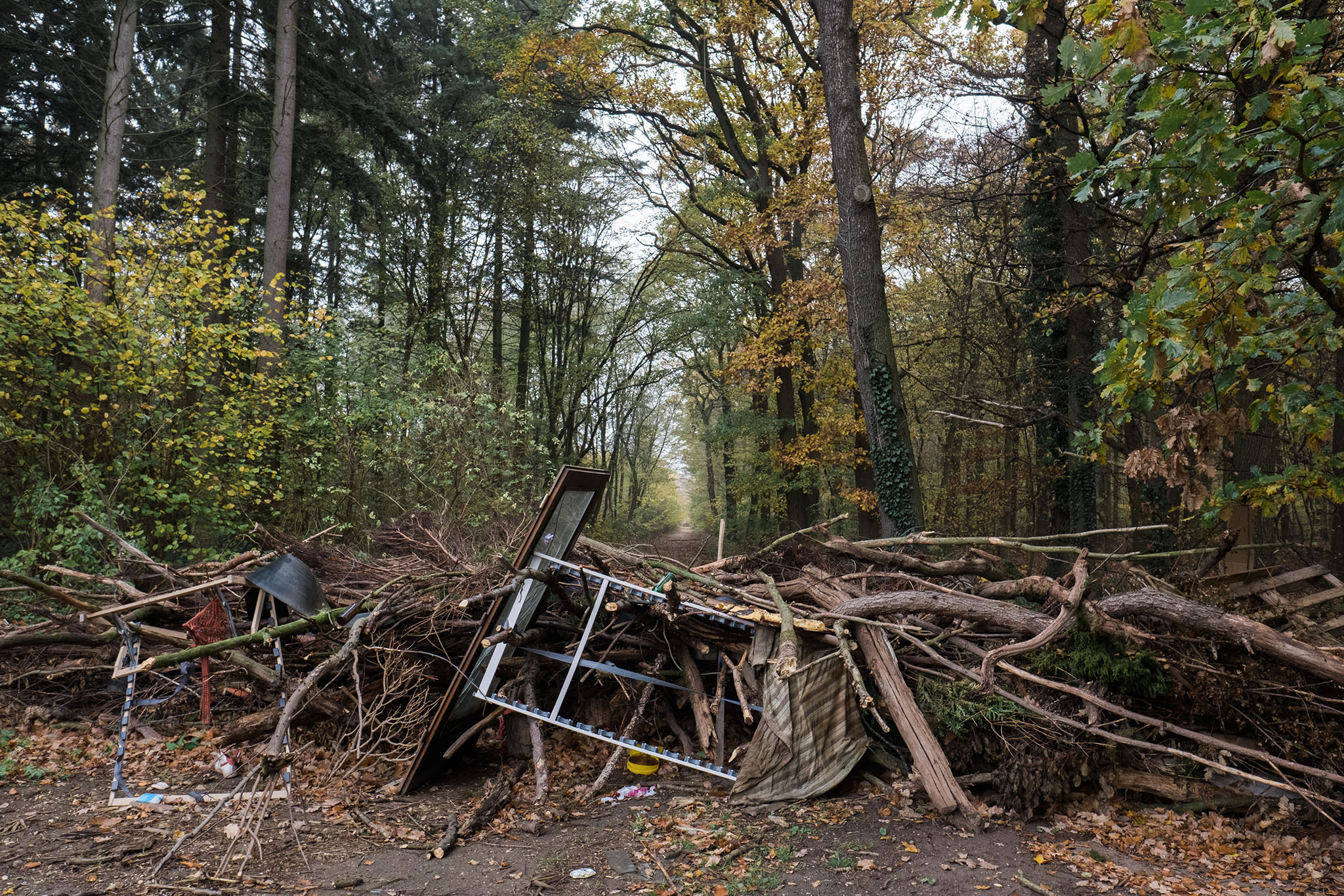 Is Germany's Hambach Forest Doomed by Coal?