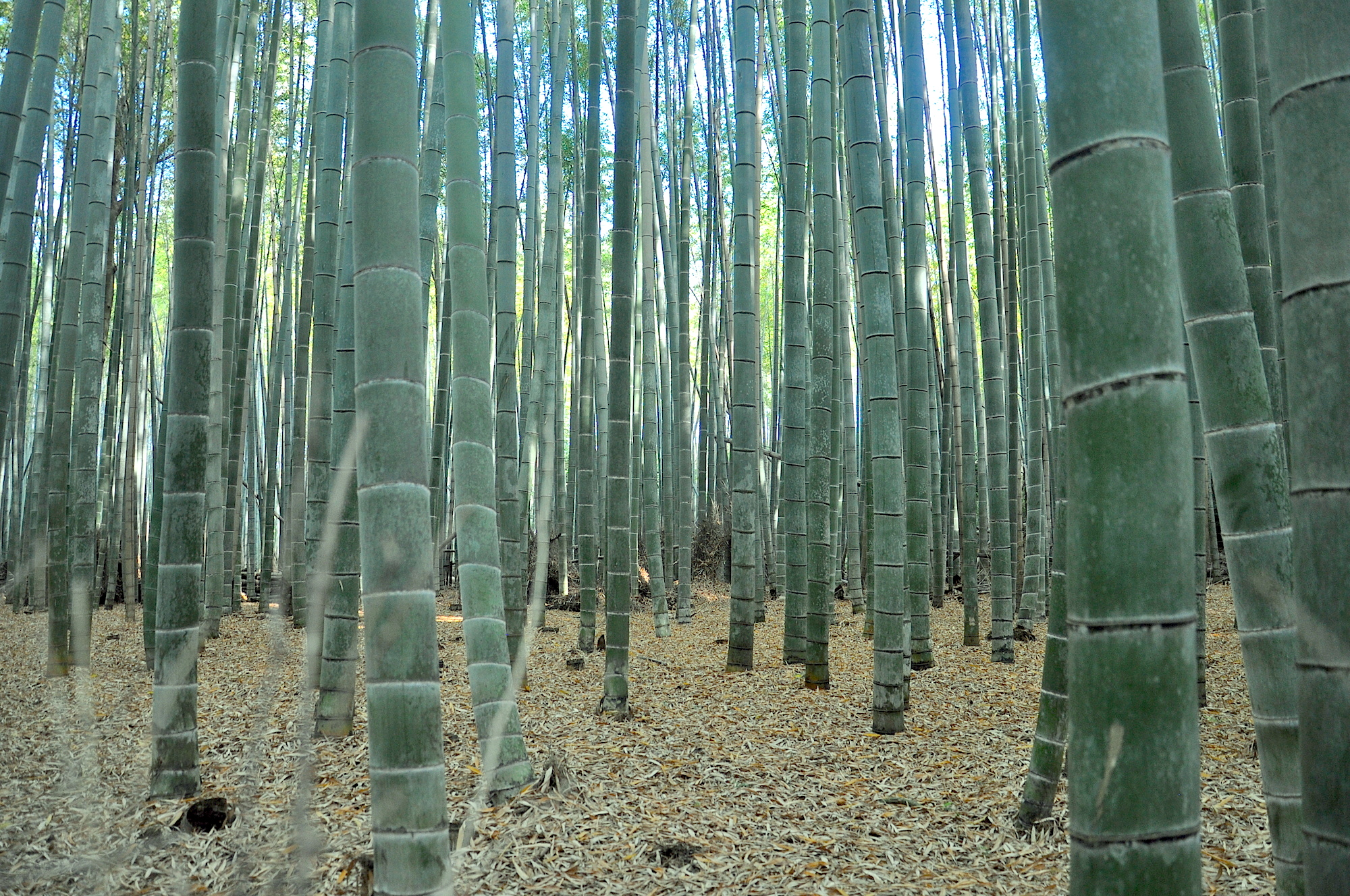 Sagano Bamboo Forest in Kyoto: One of world's prettiest groves | CNN ...