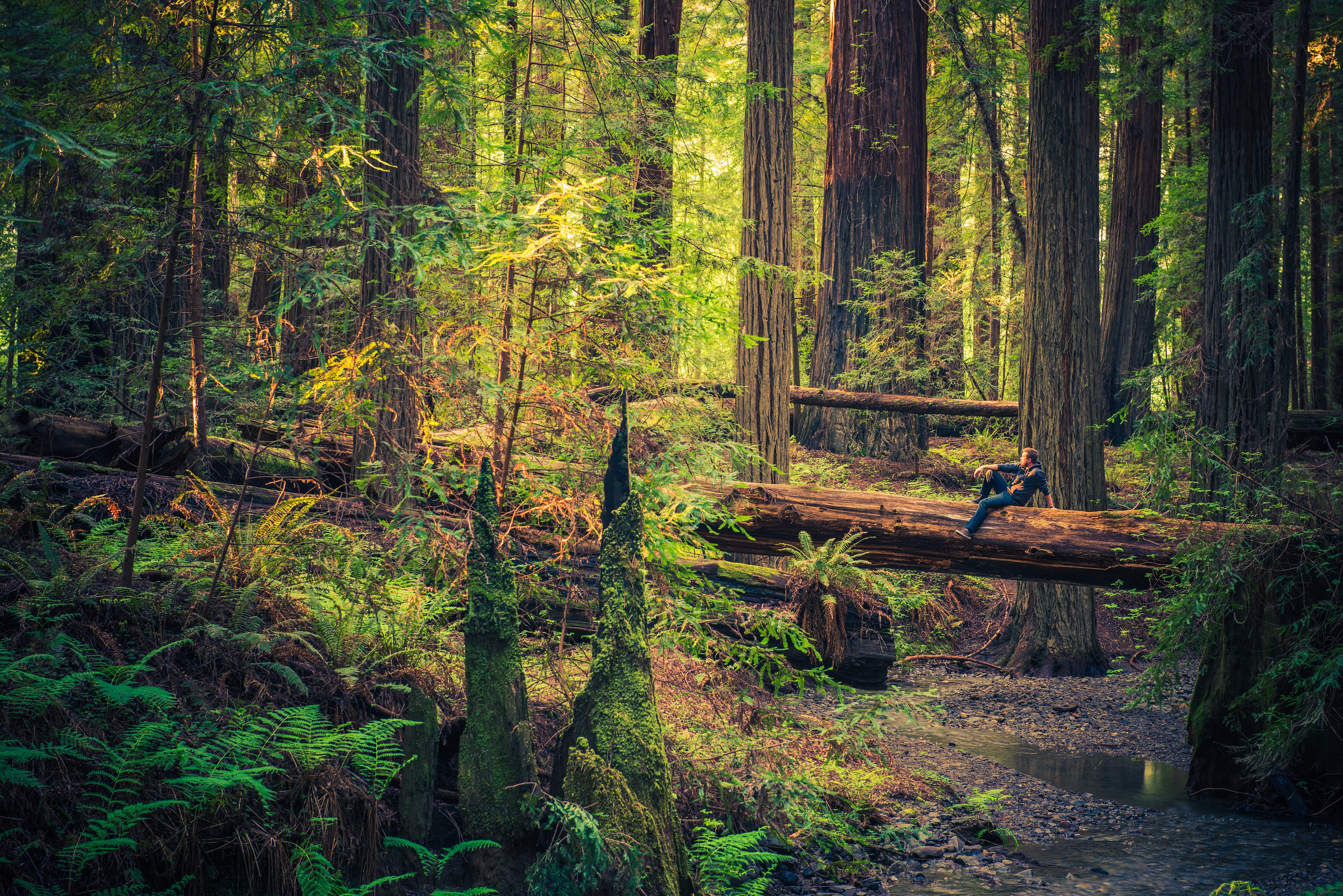 Travel Info for the Redwood Forests of California, Eureka and ...