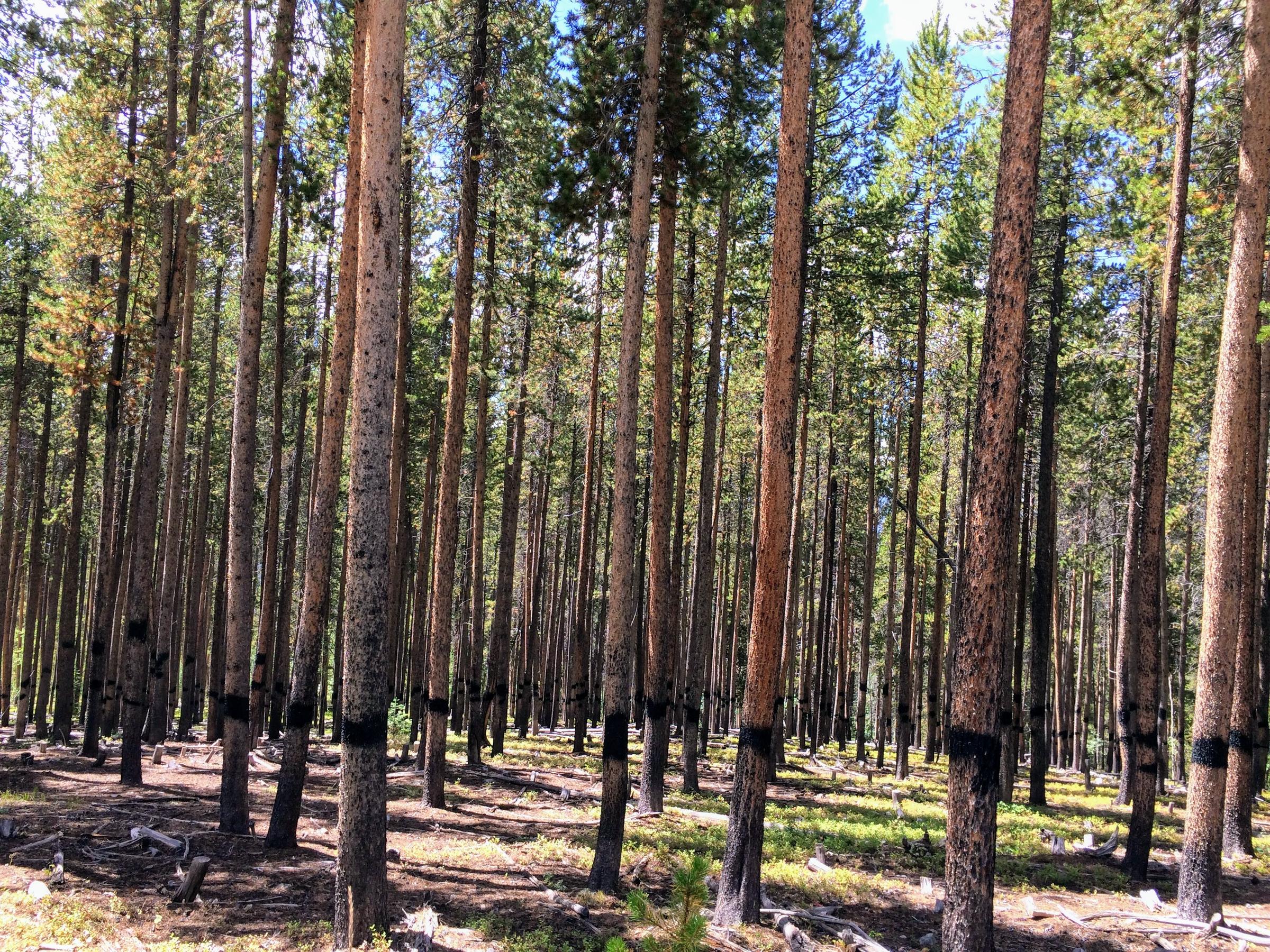 Forest Service finalizes Fryingpan timber project | Aspen Public Radio