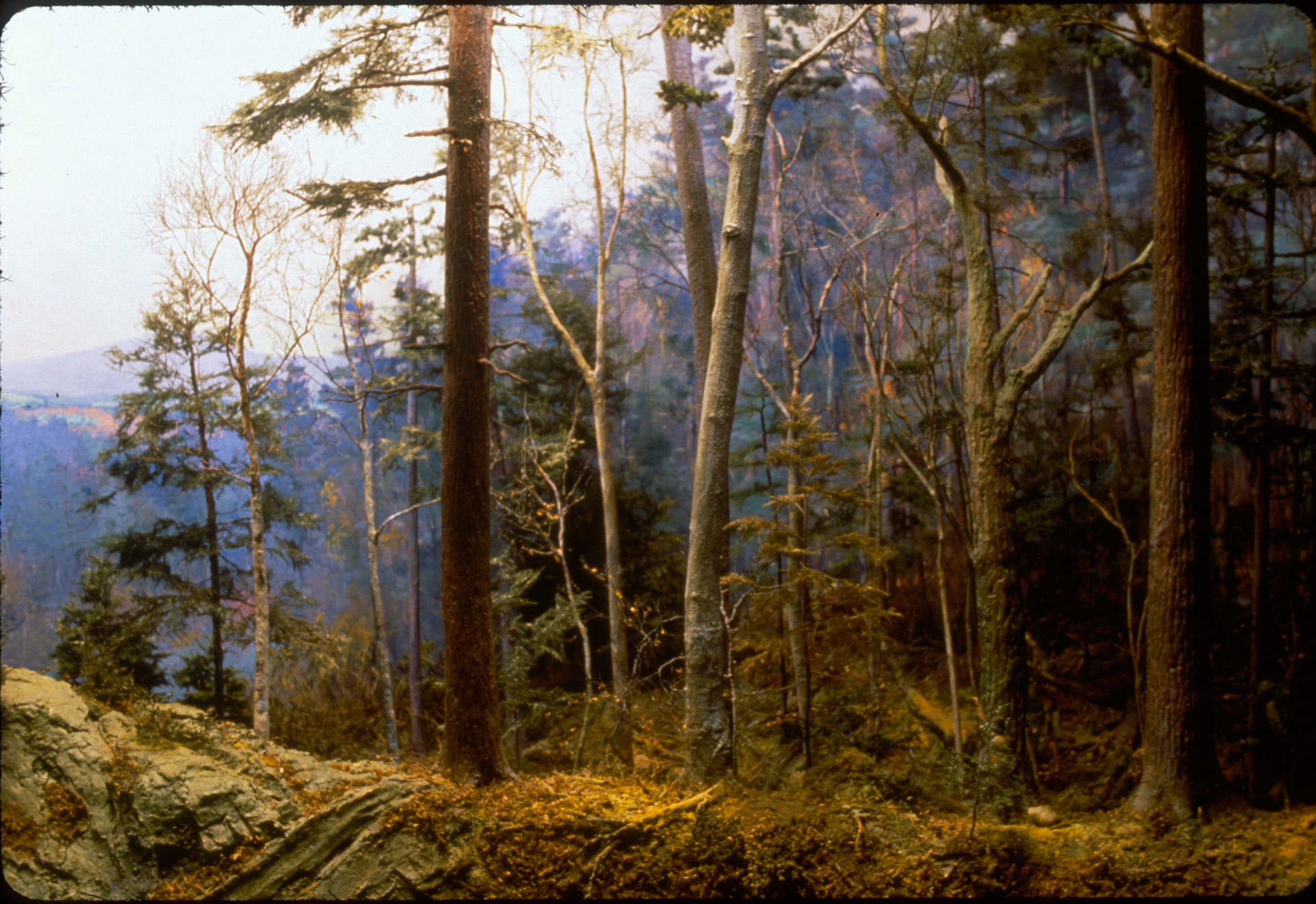Pre-Settlement Forest | Harvard Forest