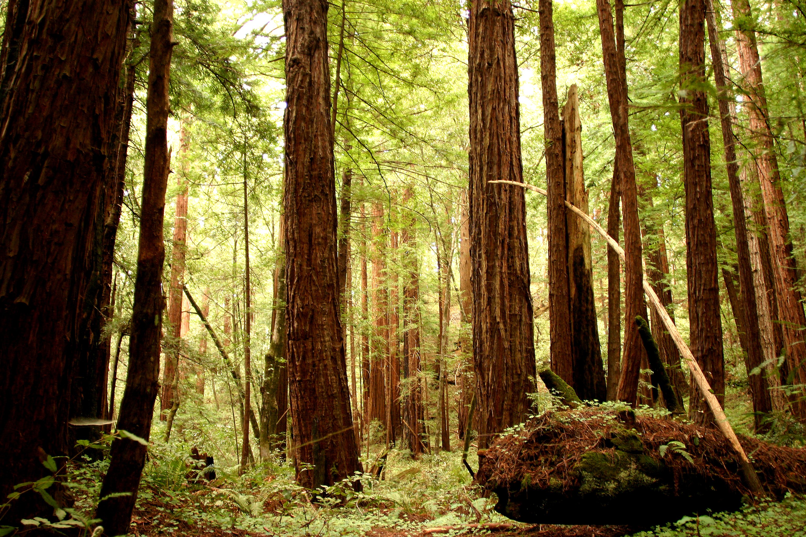Environmentalists plan logging to restore redwood forests