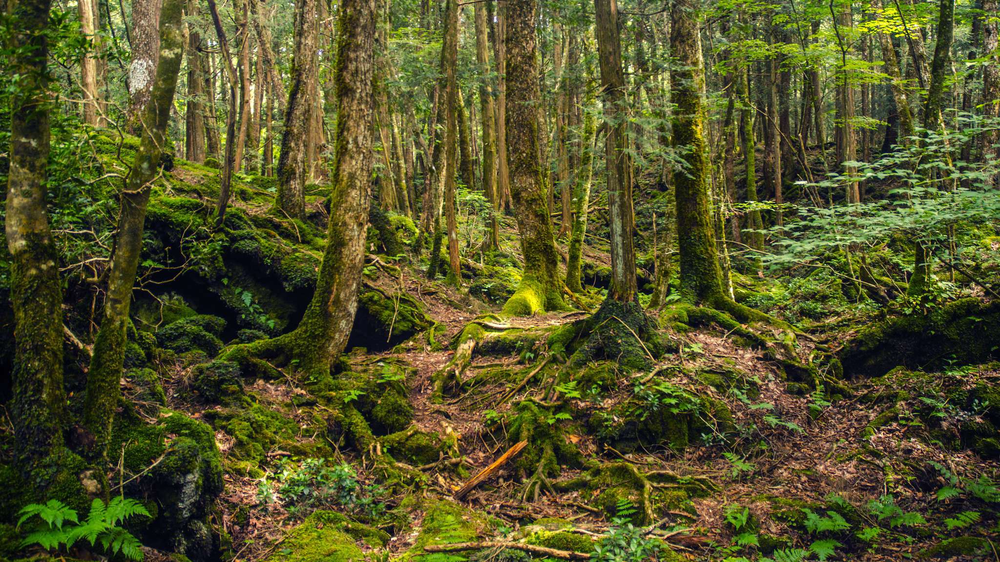 15 Eerie Things About Japan's Suicide Forest | Mental Floss