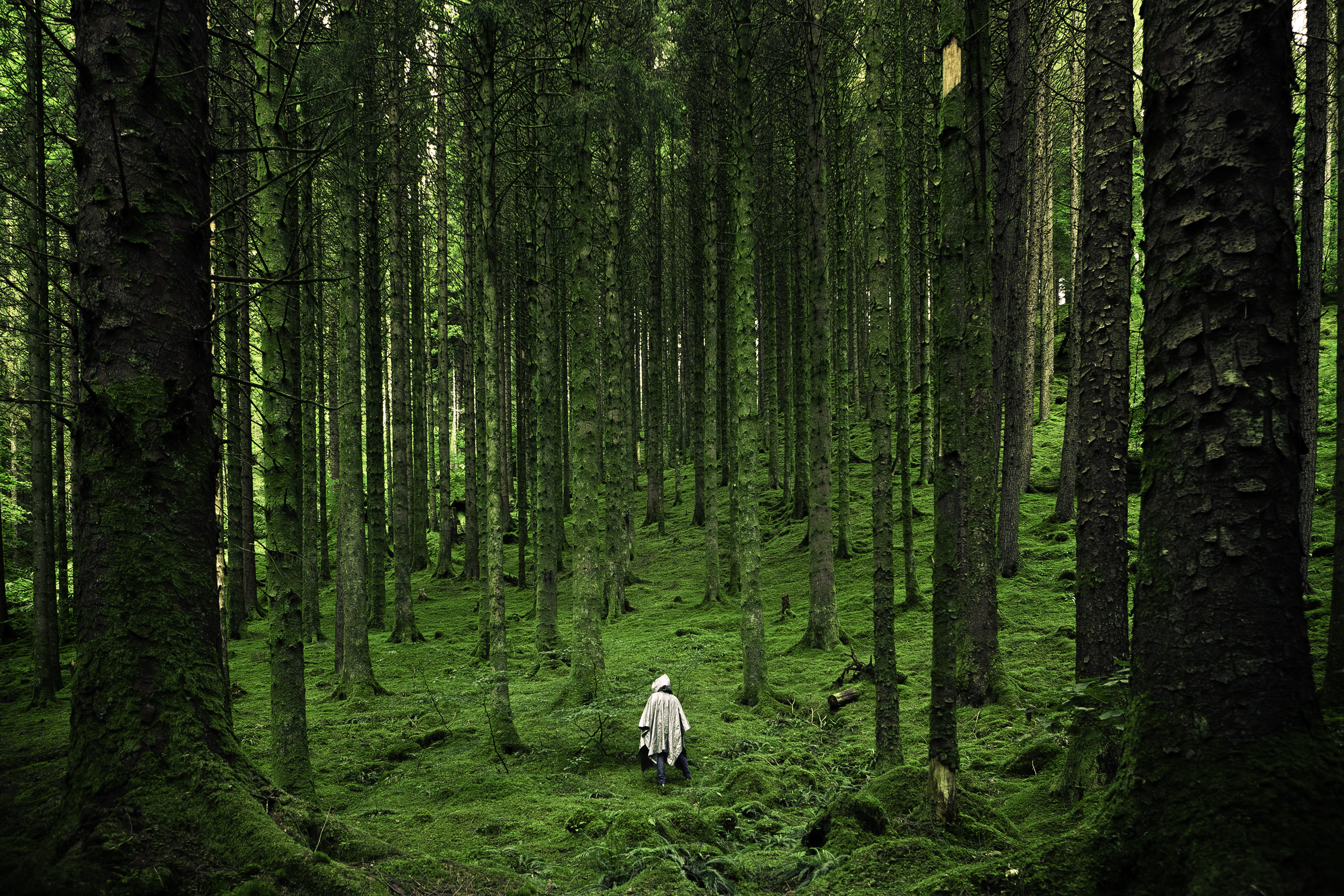 The Forest Bathing Phenomenon - Nature Connection Guide