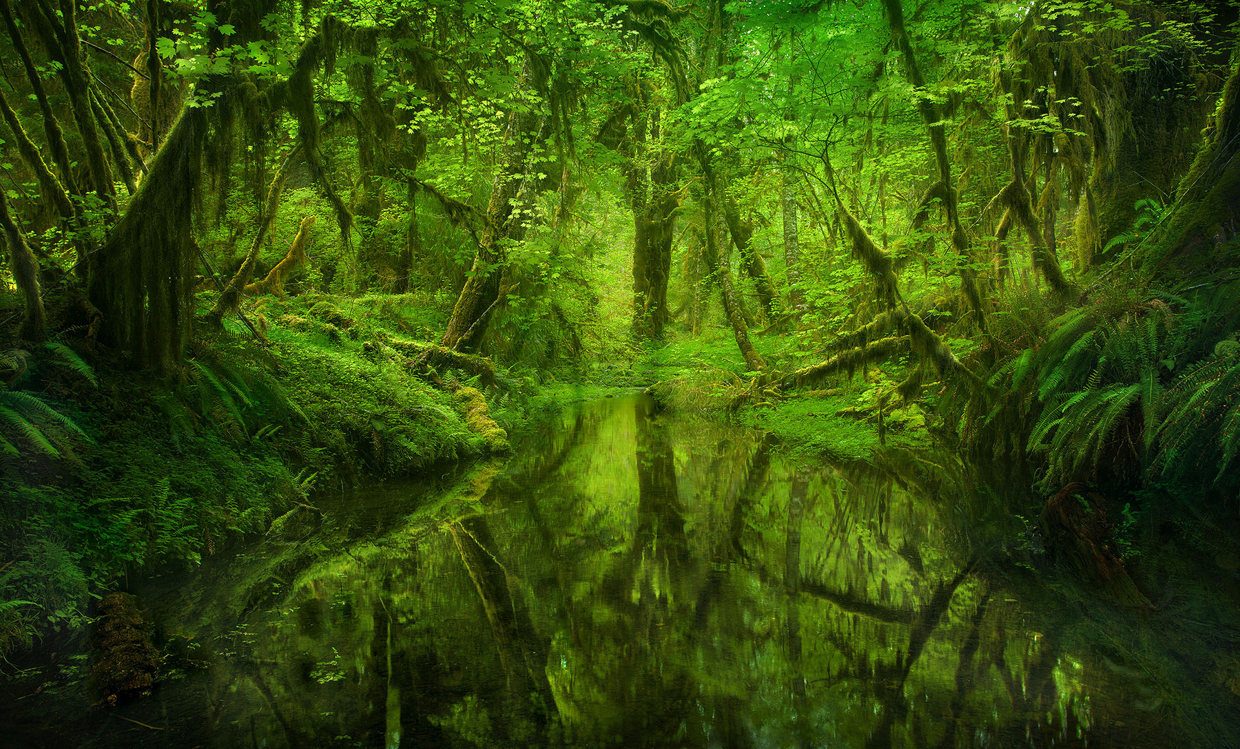 Paradise Forest (2008) | Olympic Rain Forest, Washington | Marc ...