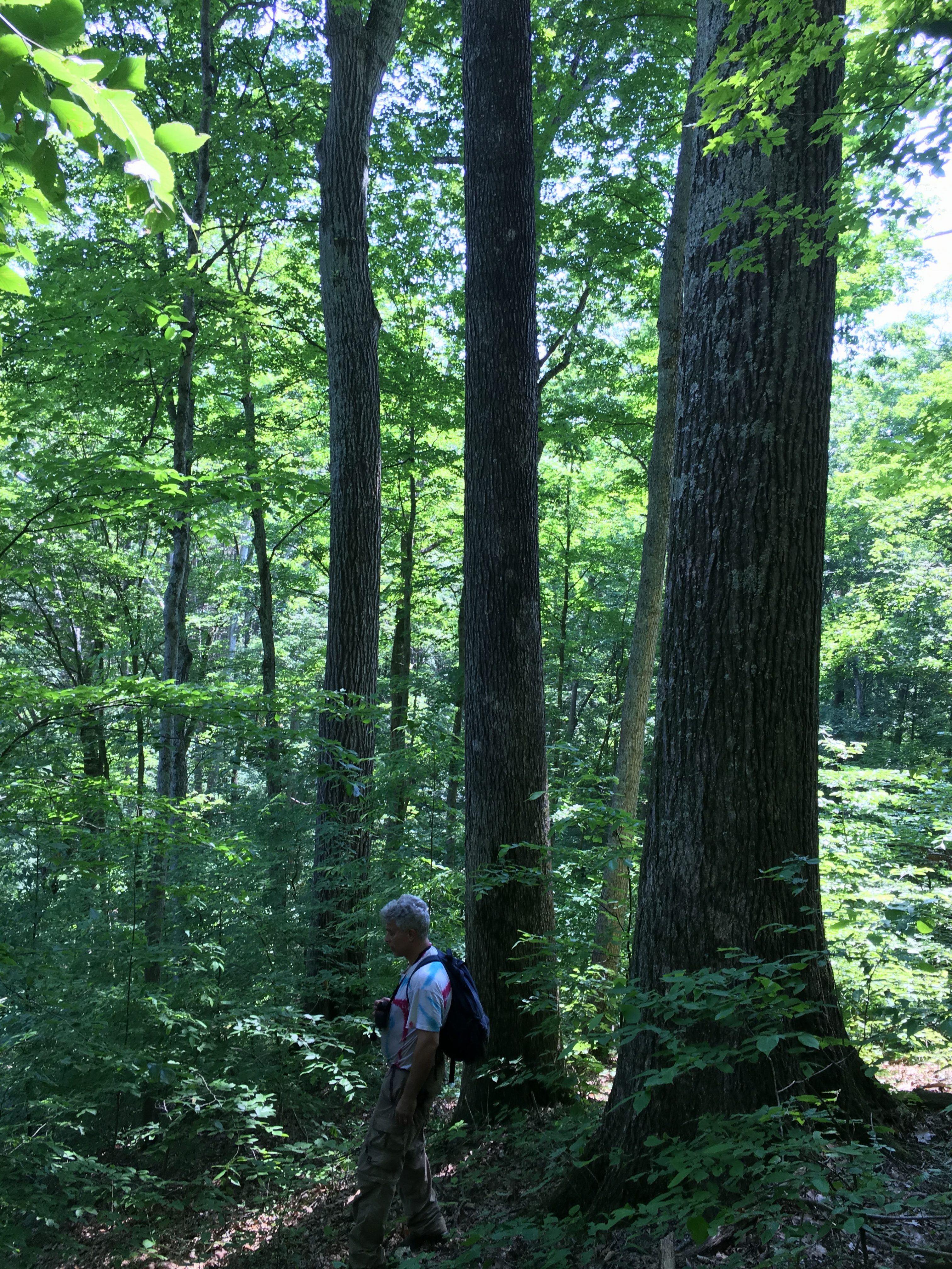 What Are Forests For? - Indiana Forest Alliance