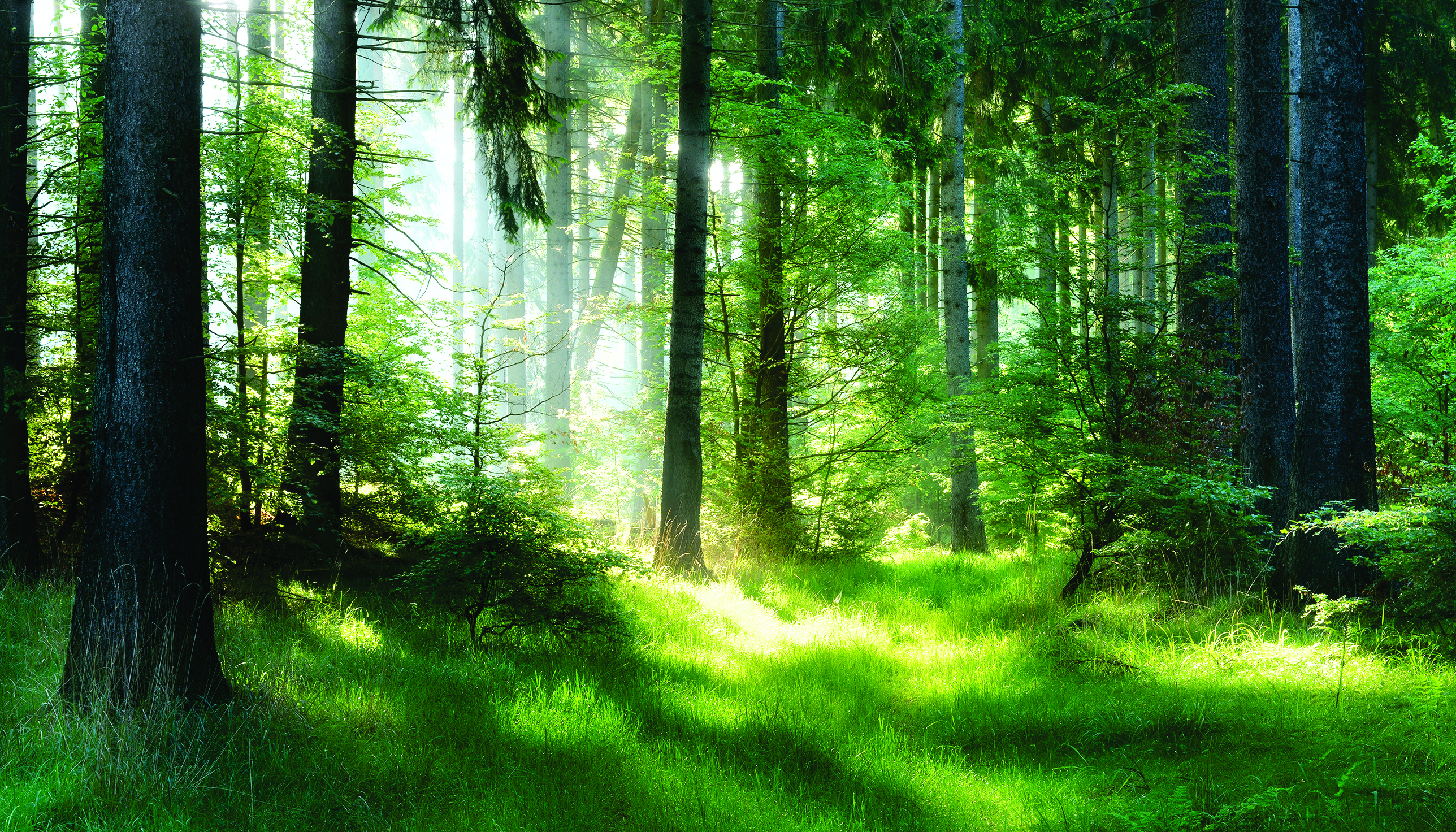 Forest Bathing: Yes, It's a Thing Now - HorticultureHorticulture
