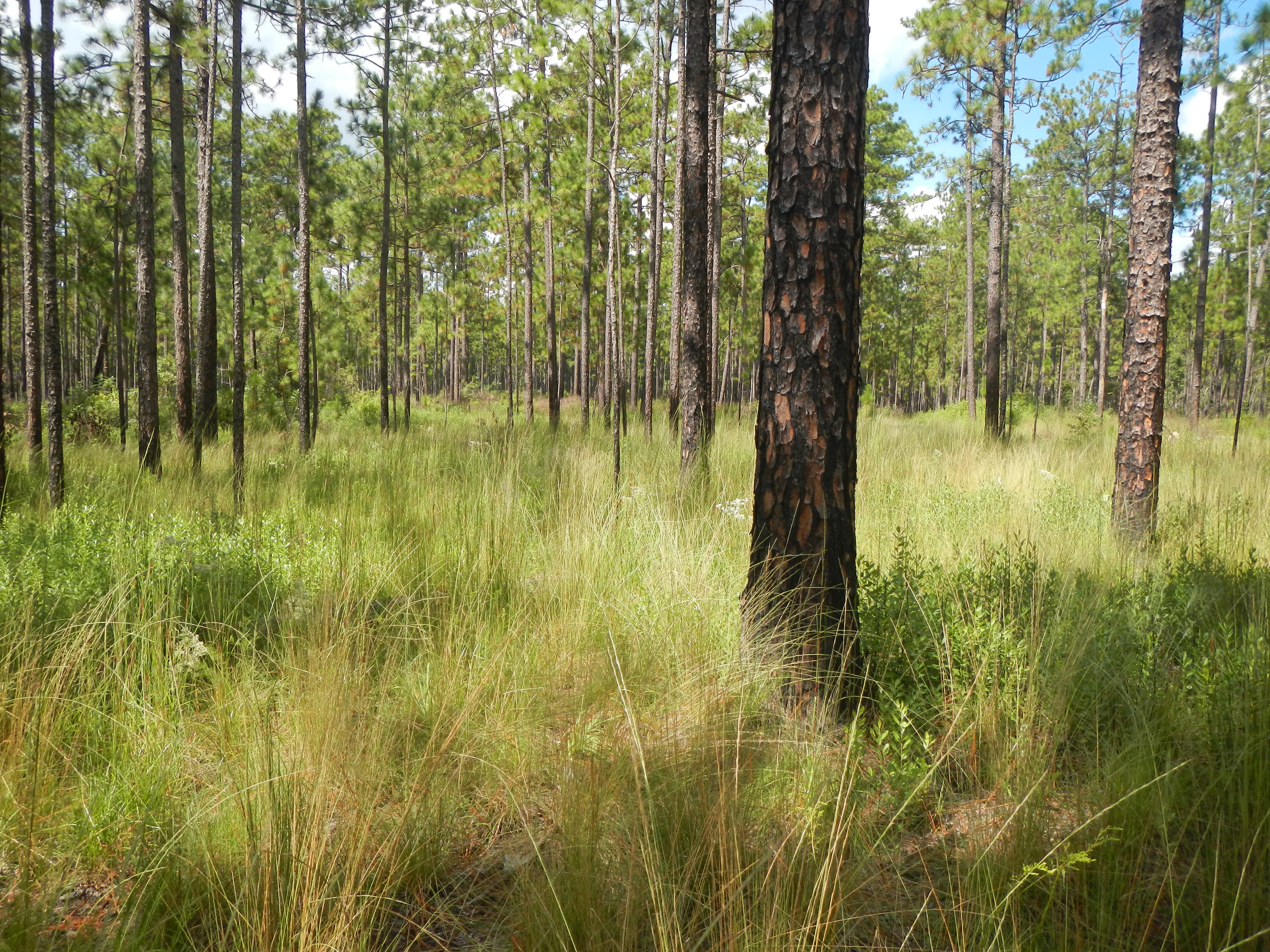 Protecting At-Risk Wildlife By Restoring Longleaf Pine