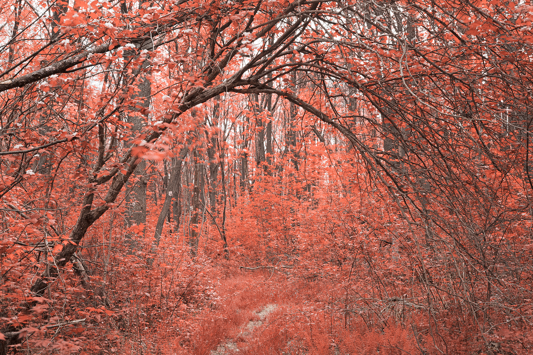 Forest Arch Trail - Salmon Pink, Pretty, Shadows, Shadow, Shades, HQ Photo