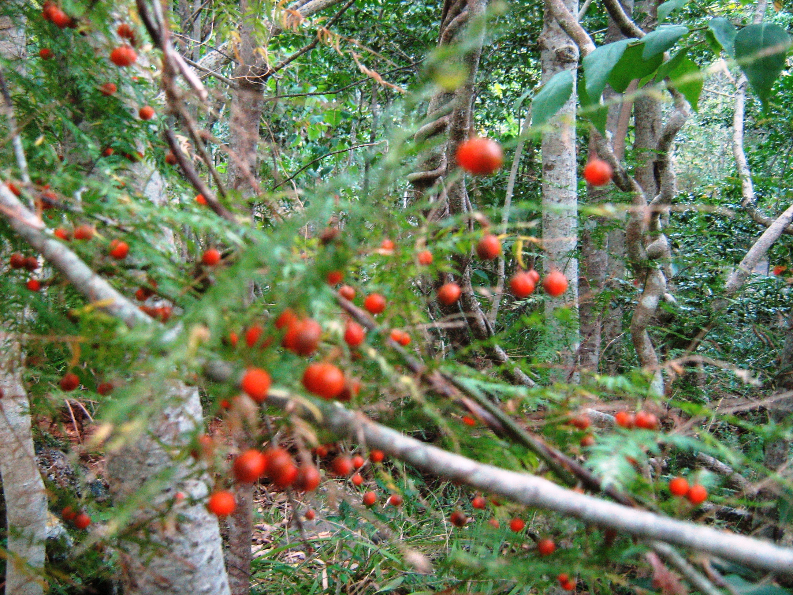 File:Asparagus scandens berries - indigenous afrotemperate forest ...