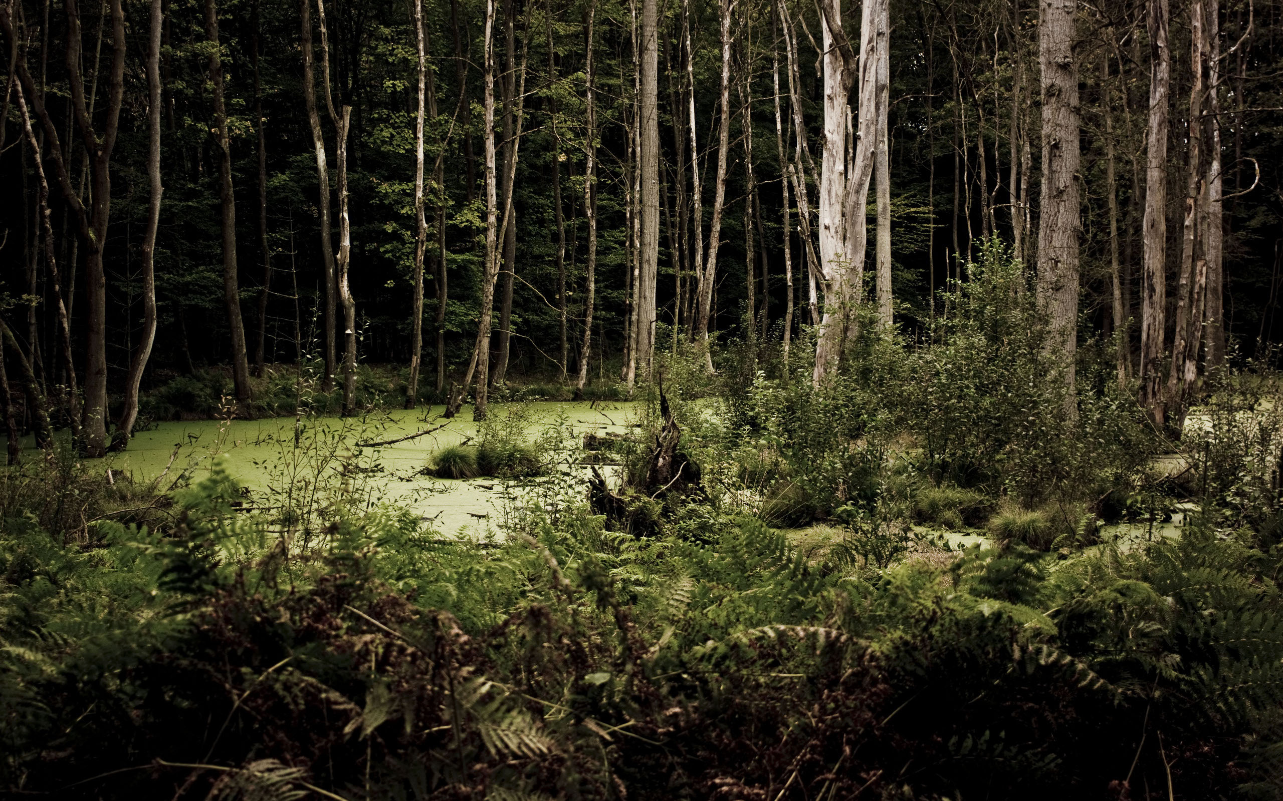 Foresty bog / 2560 x 1600 / Forest / Photography | MIRIADNA.COM