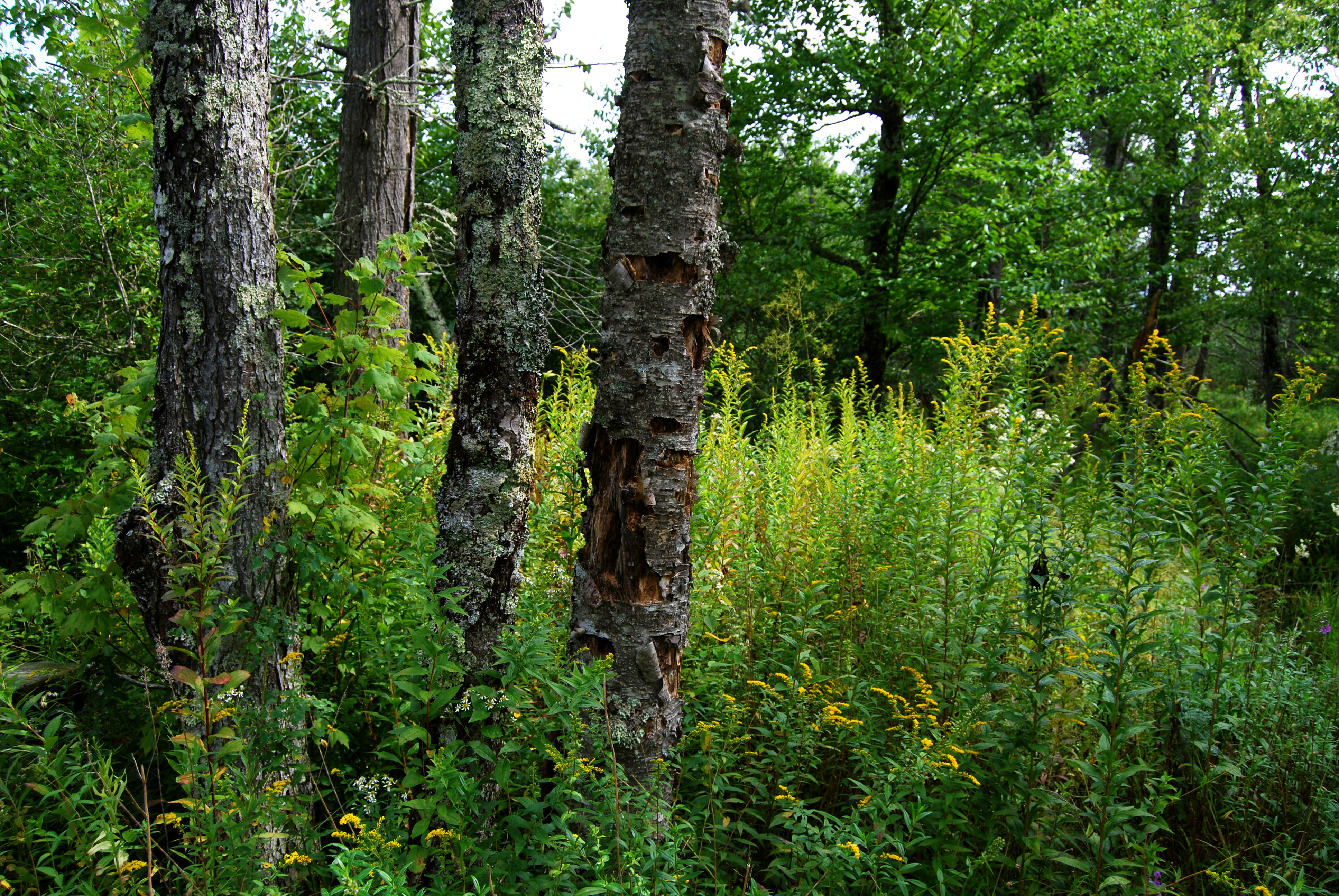 File:Flickr - ggallice - Bog forest, Cranberry Glades.jpg ...