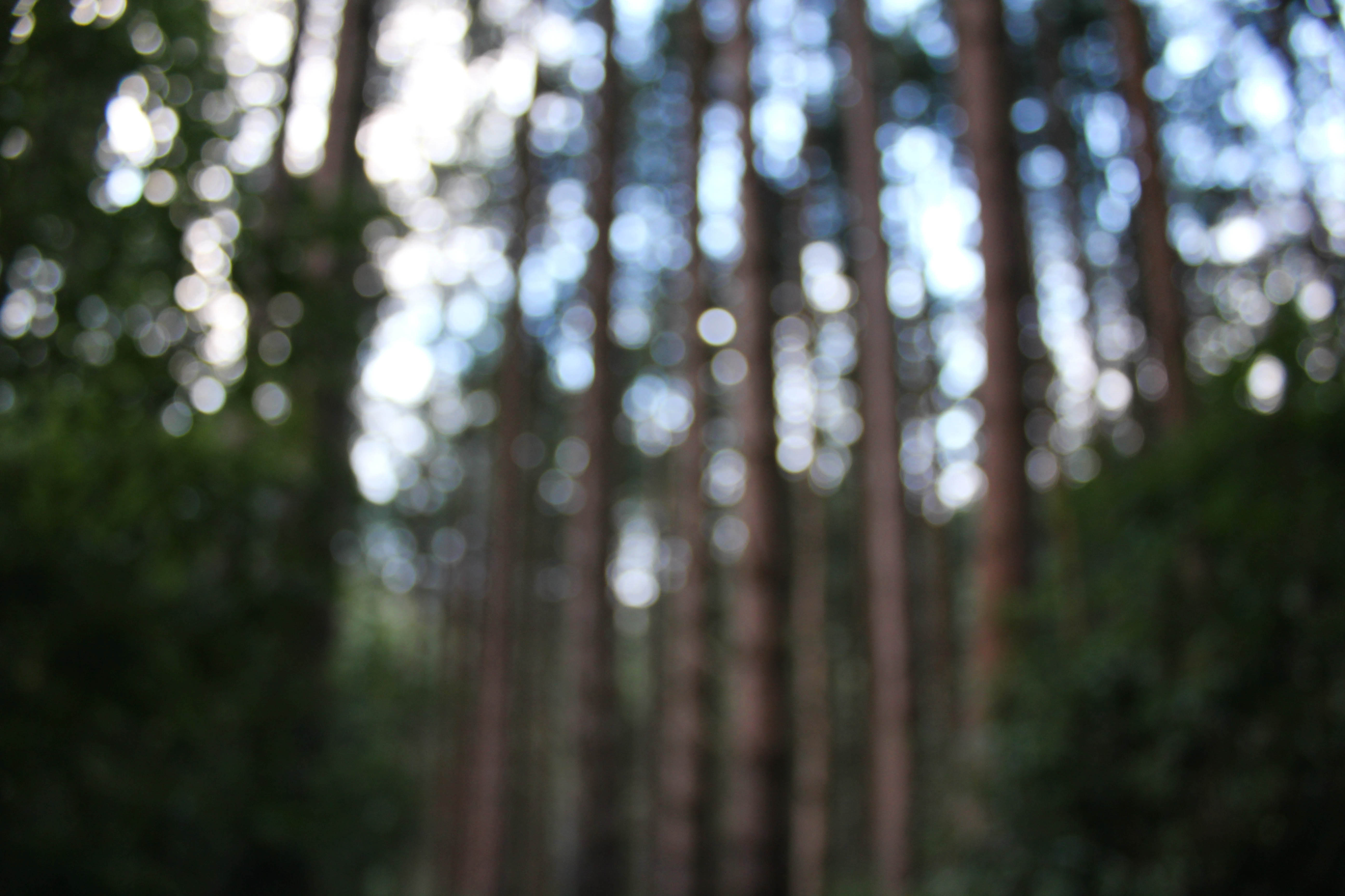 Forest. | Sometimes I take photos – sometimes I don't.