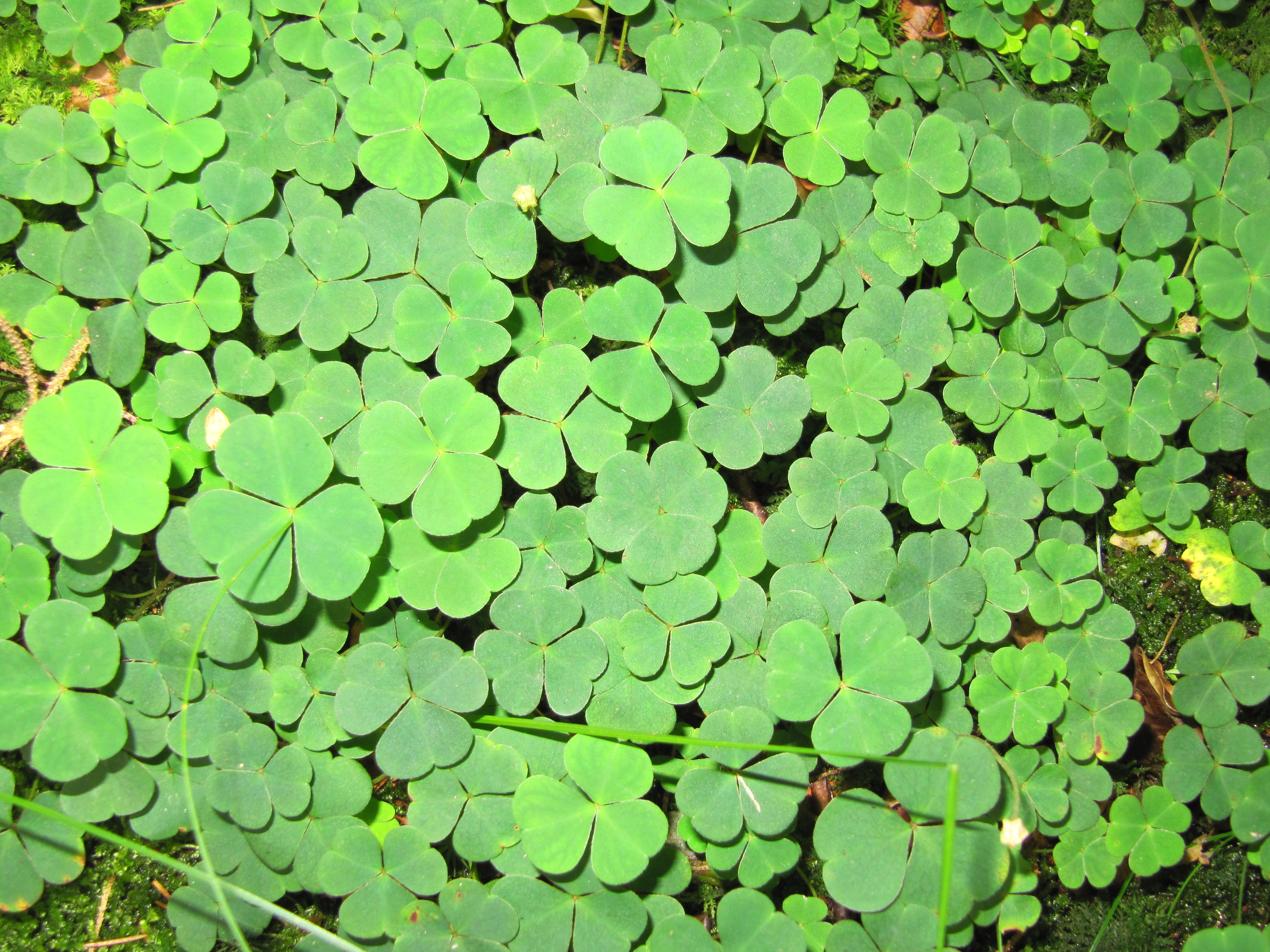 Fields: Leaves Luck Forest Green Clover Field Free Download ...