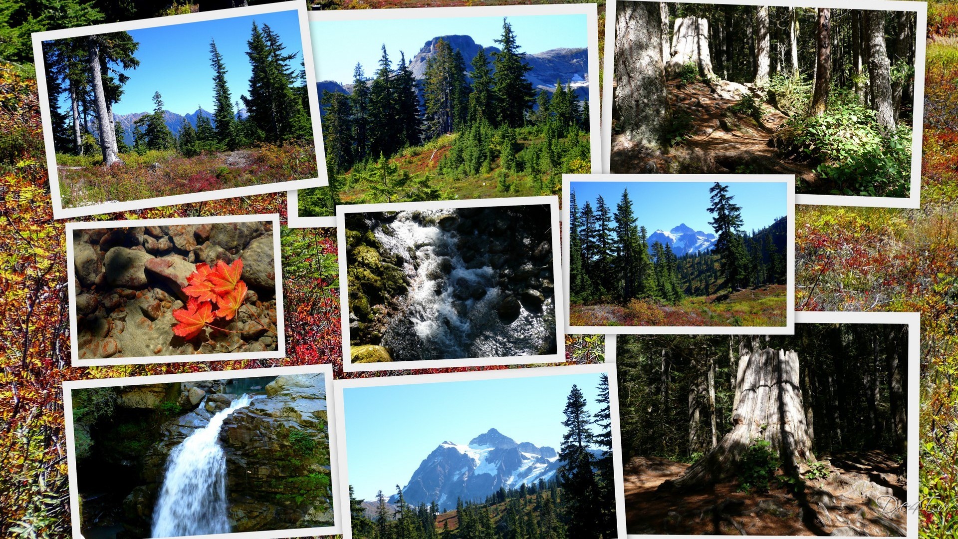 Forest Pacific Northwest Collage Falls Washington Mountains Trees ...