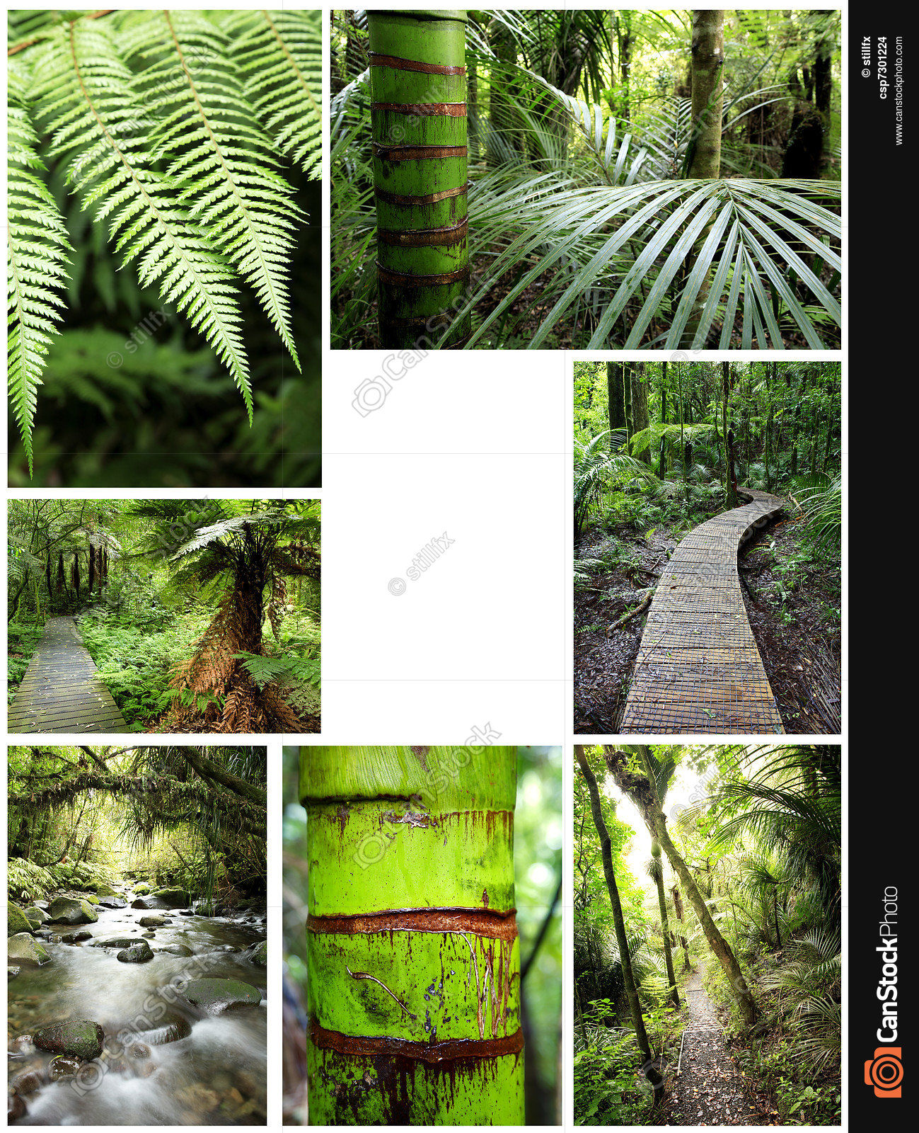 Forest collage. Collage of tropical forest scenes stock photo ...