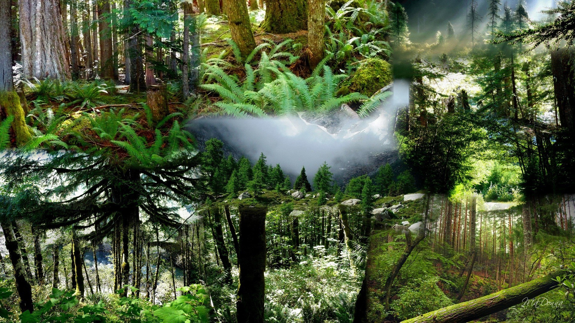 Forest: Pacific Northwest Forests Forest Snow Mountains Collage Mist ...