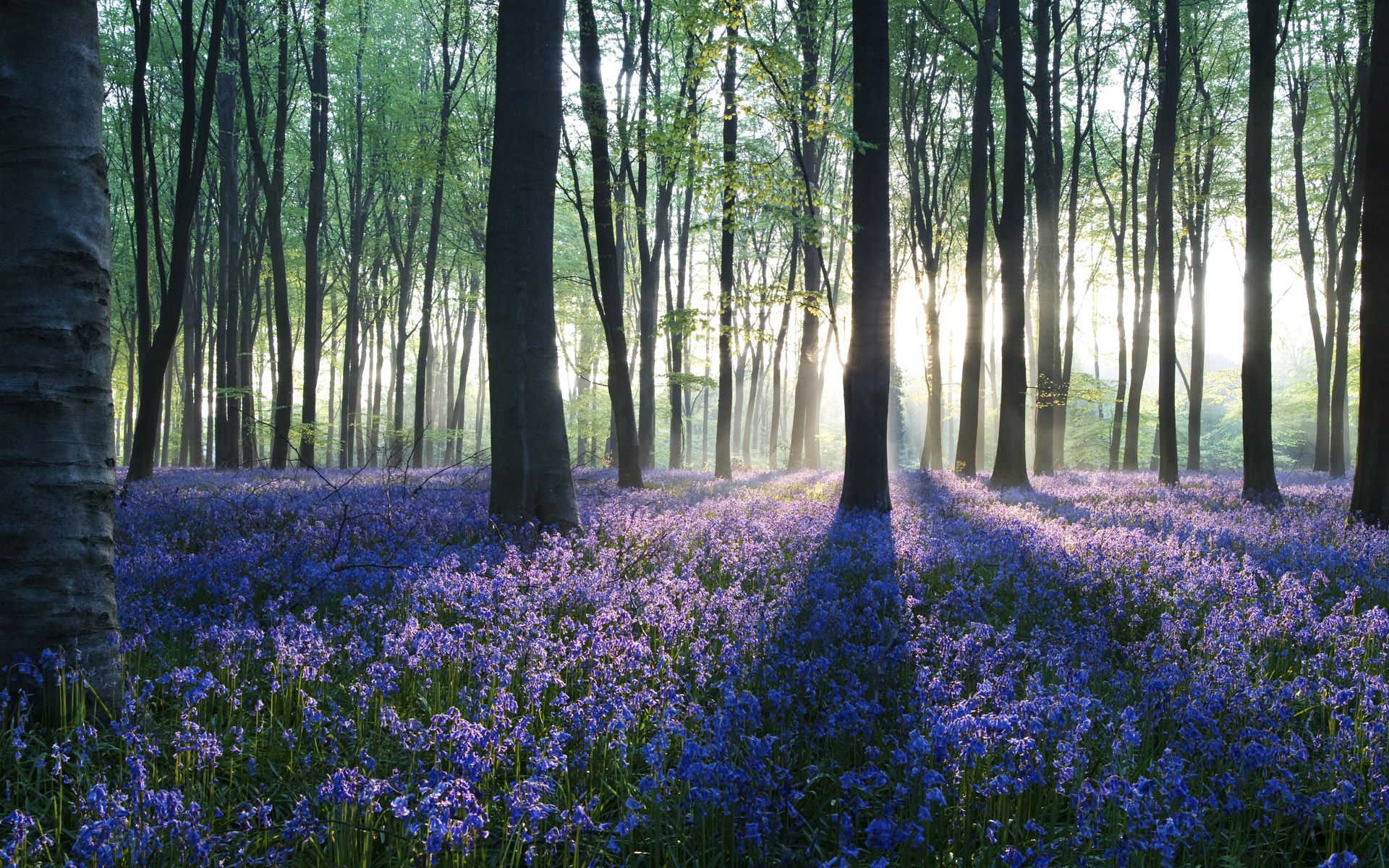 Purple flowers in a forest | Flowers | Pinterest | Forest wallpaper ...