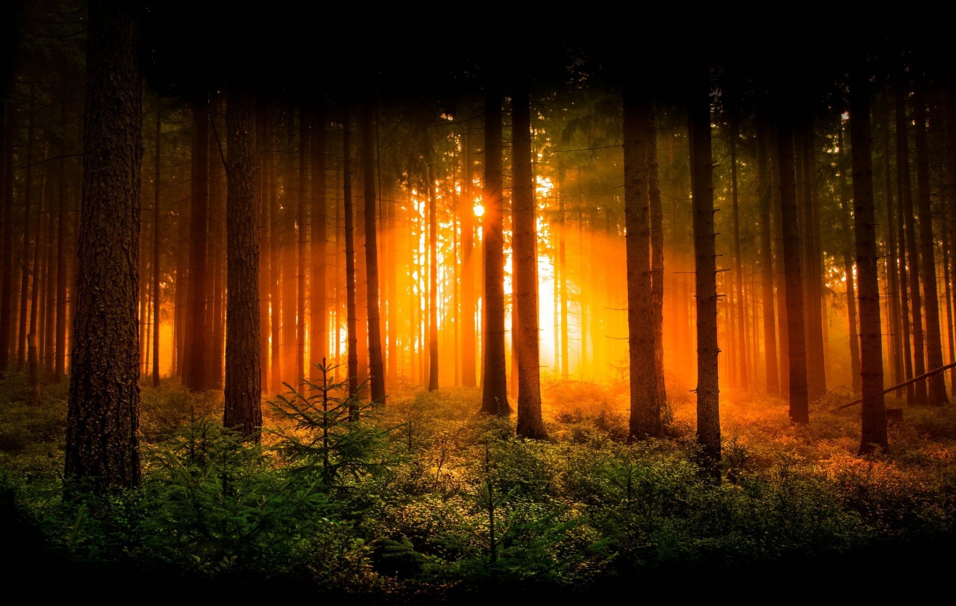 Image - Forest-dawn-tree-sun-rays-nature.jpg | Animal Jam Clans Wiki ...